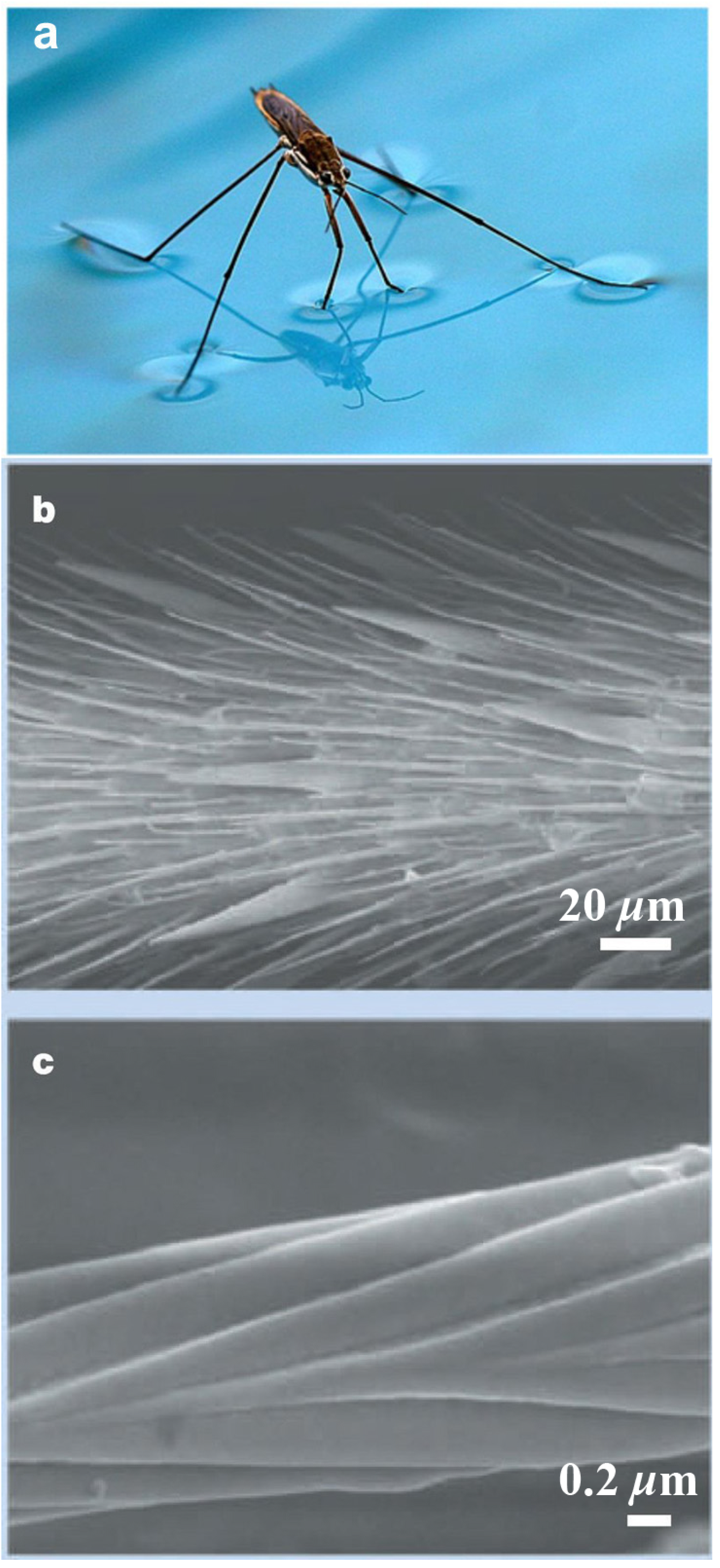 Polymers 06 01266 g003