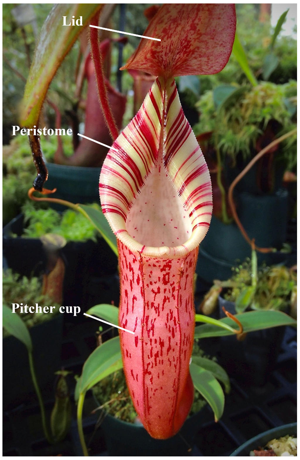 Polymers 06 01266 g009 1024