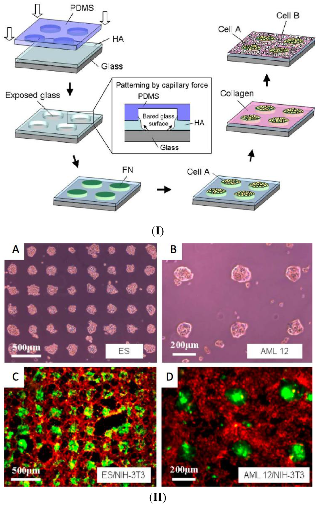 Polymers 06 01502 g005 1024