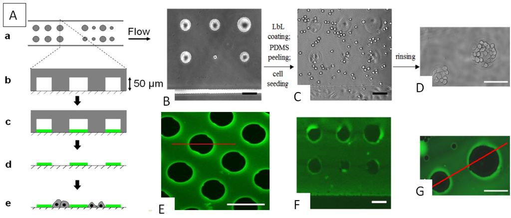 Polymers 06 01502 g006 1024