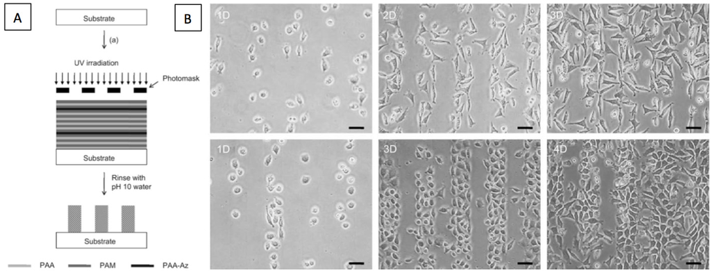 Polymers 06 01502 g007 1024