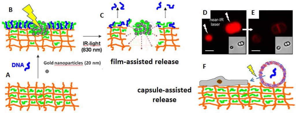 Polymers 06 01502 g009 1024