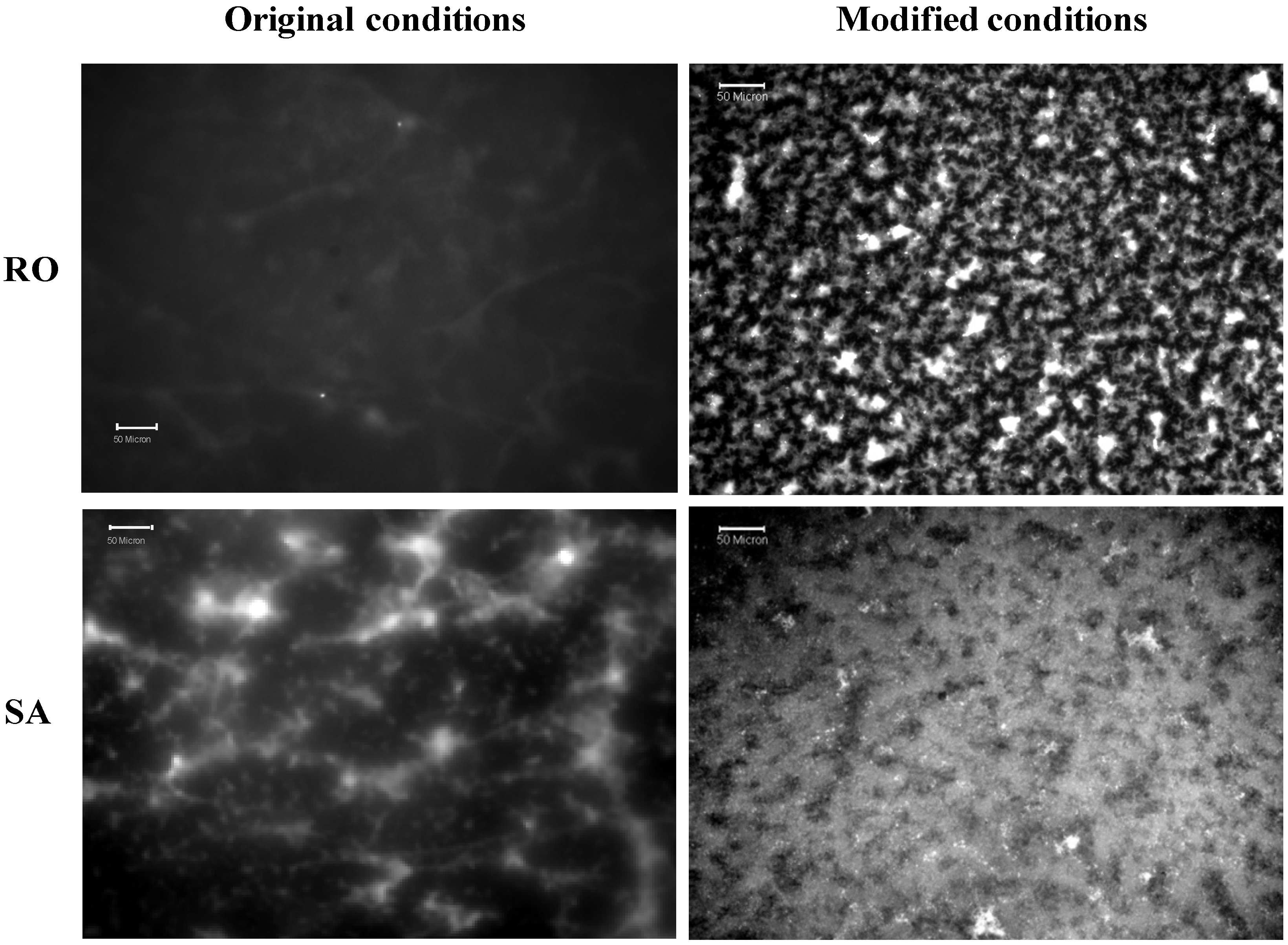 Polymers 06 01631 g005