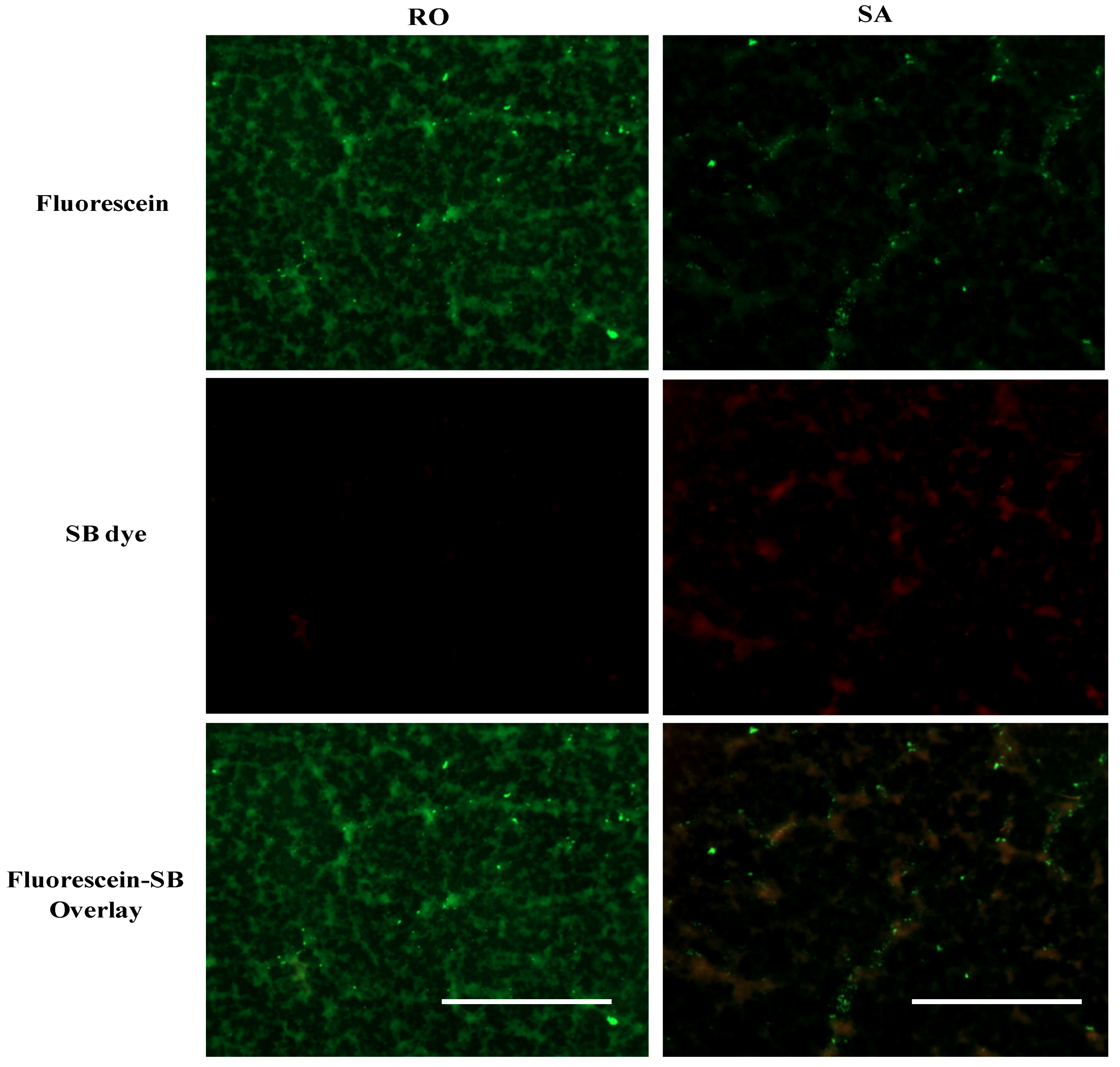 Polymers 06 01631 g006