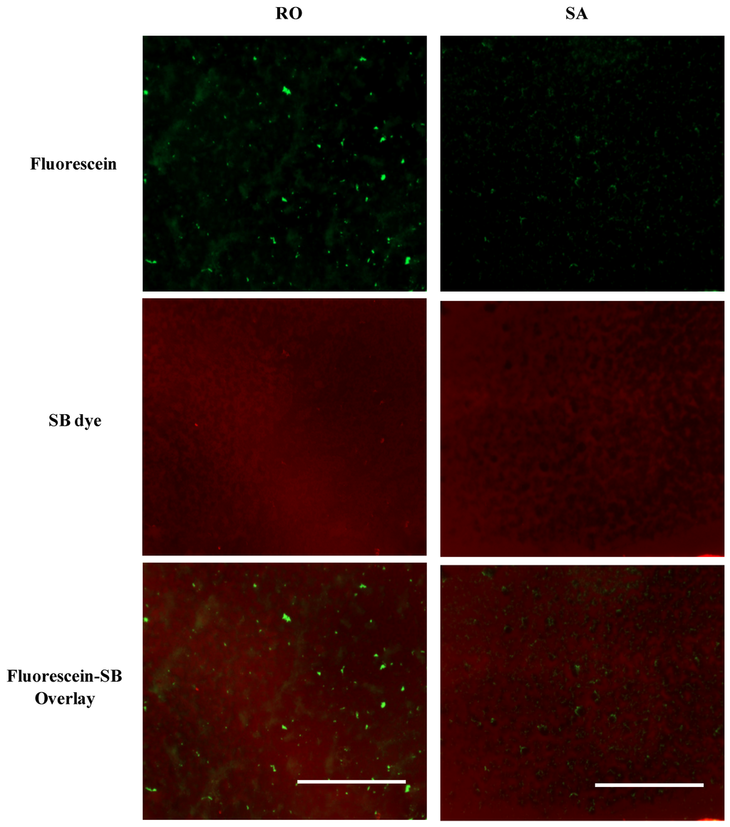 Polymers 06 01631 g008 1024