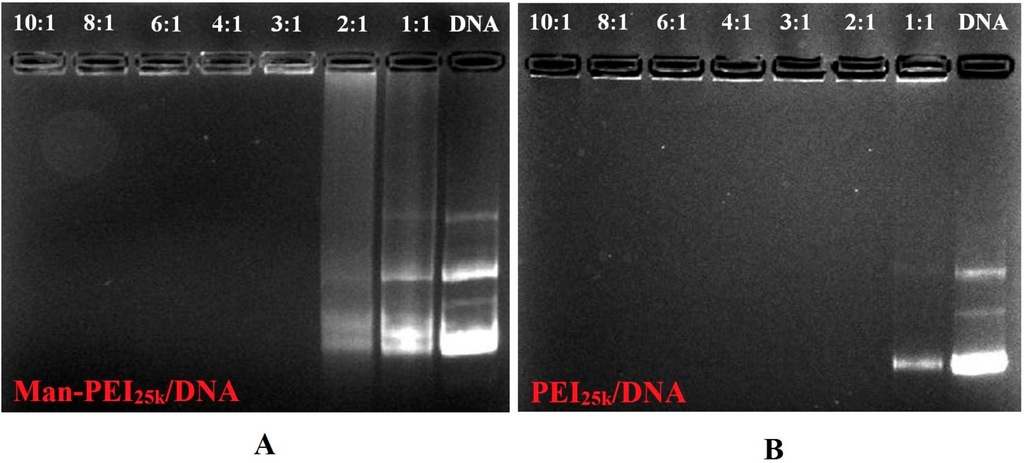 Polymers 06 02573 g004 1024