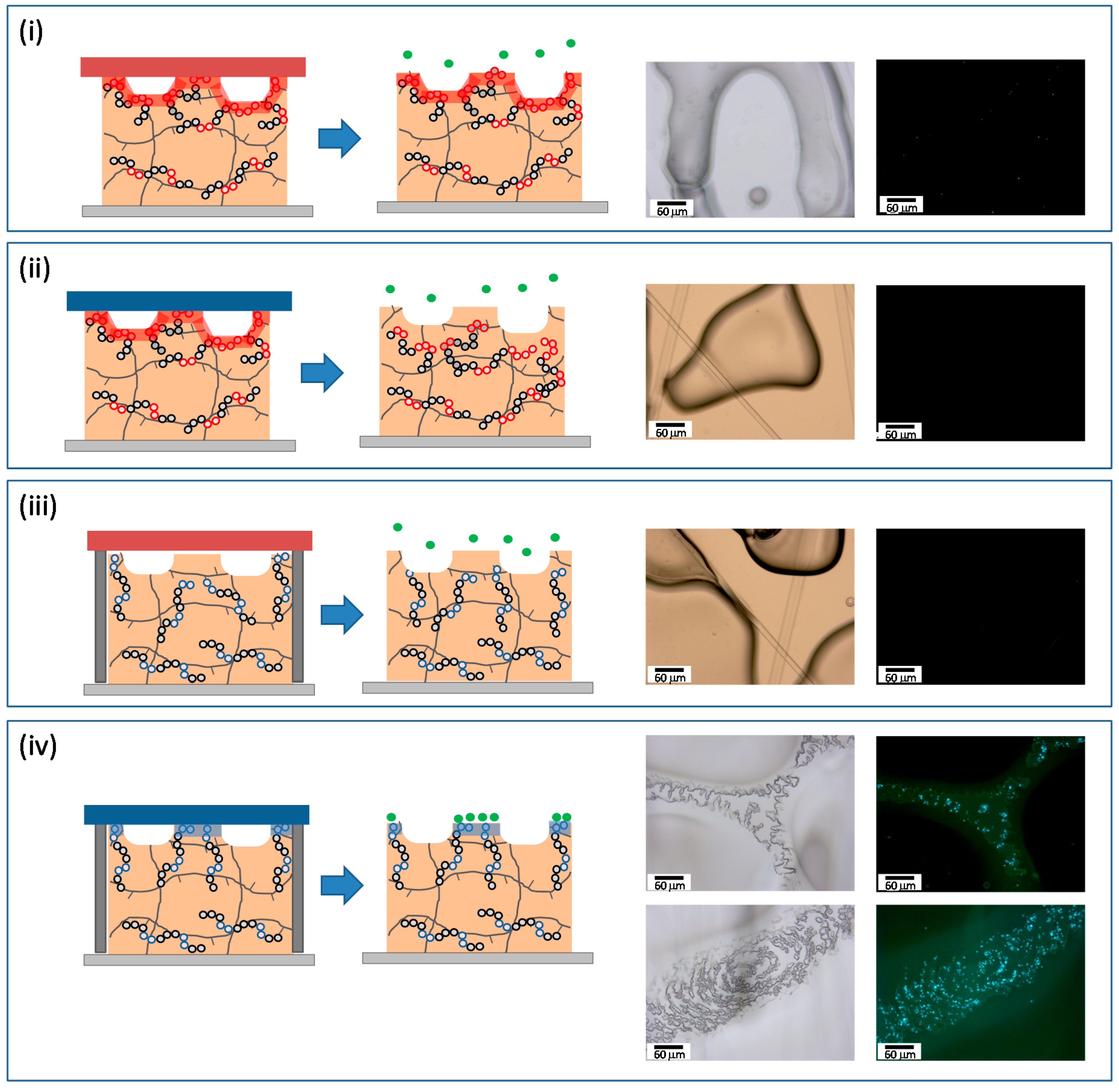 Polymers 06 02845 g006