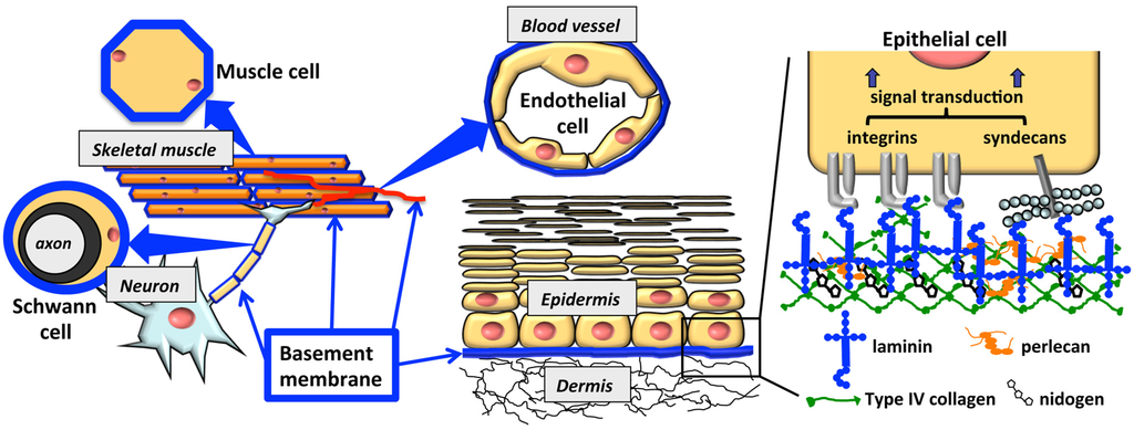 Polymers 07 00281 g001 1024