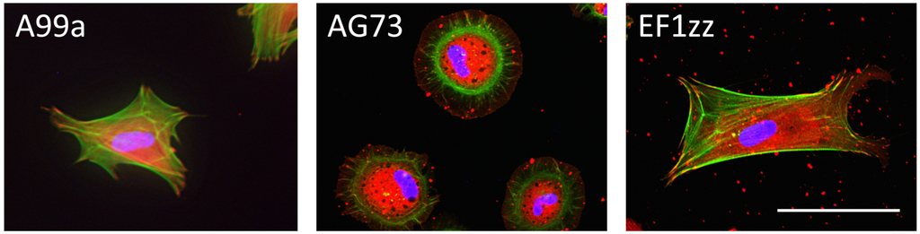 Polymers 07 00281 g004 1024