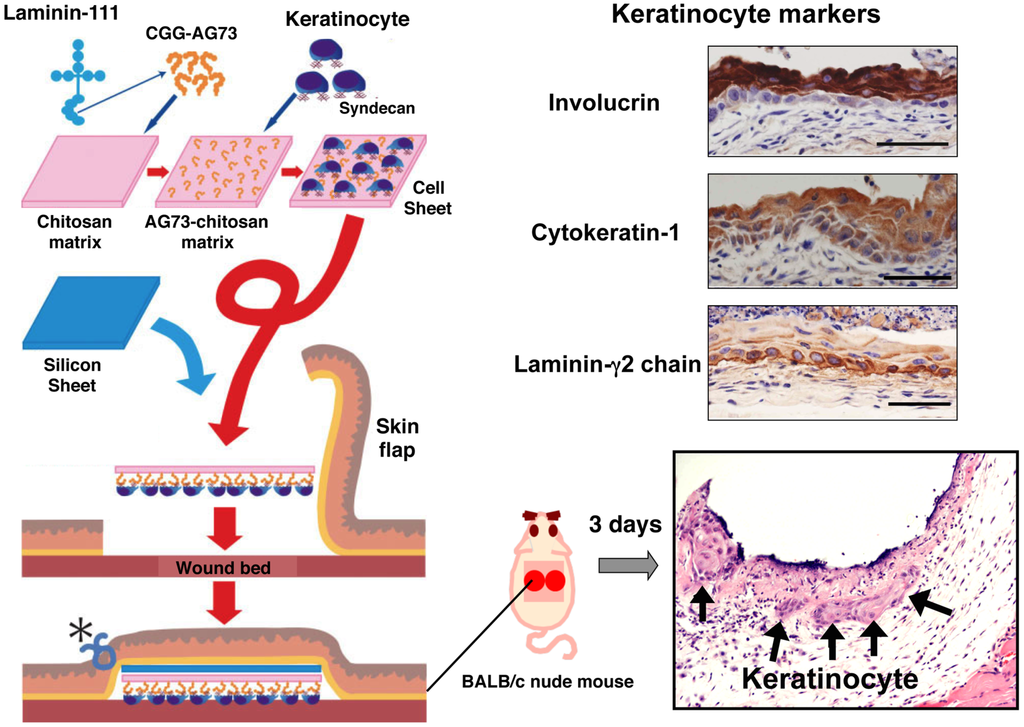 Polymers 07 00281 g008 1024