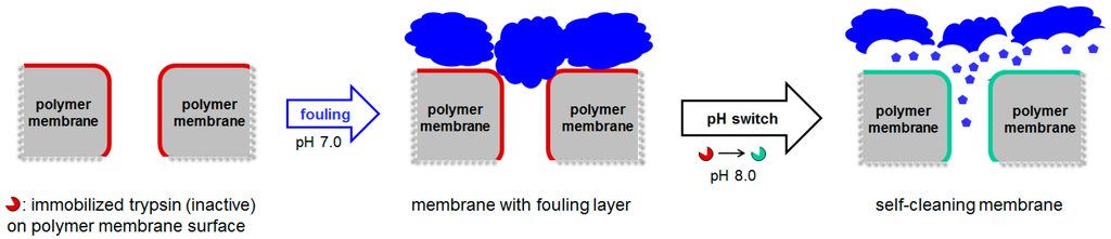 Polymers 07 01485 g002 1024