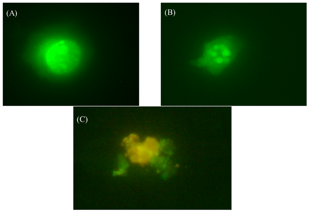 Polymers 07 01510 g010 1024