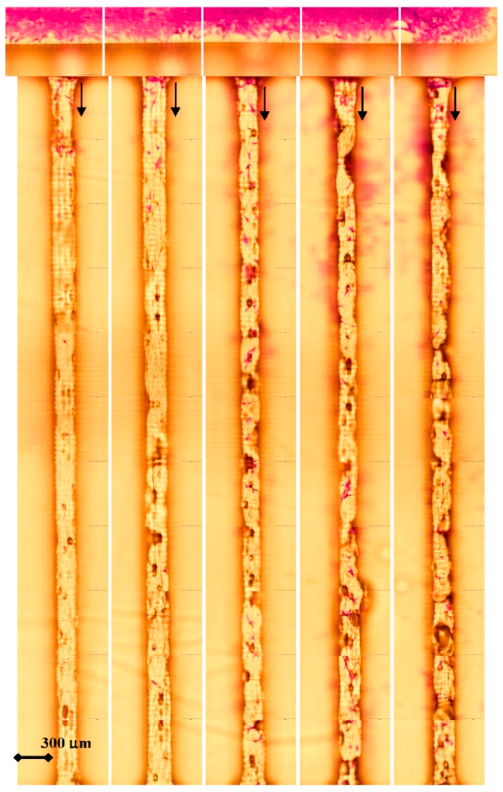 Polymers 07 01519 g004 1024