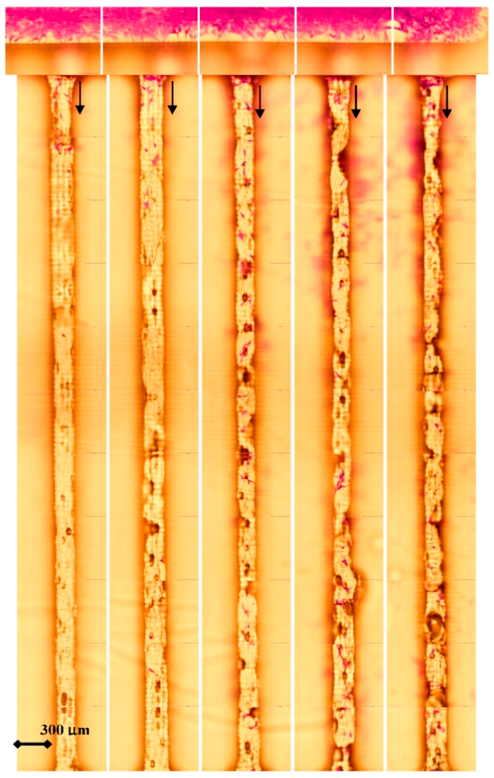 Polymers 07 01519 g004