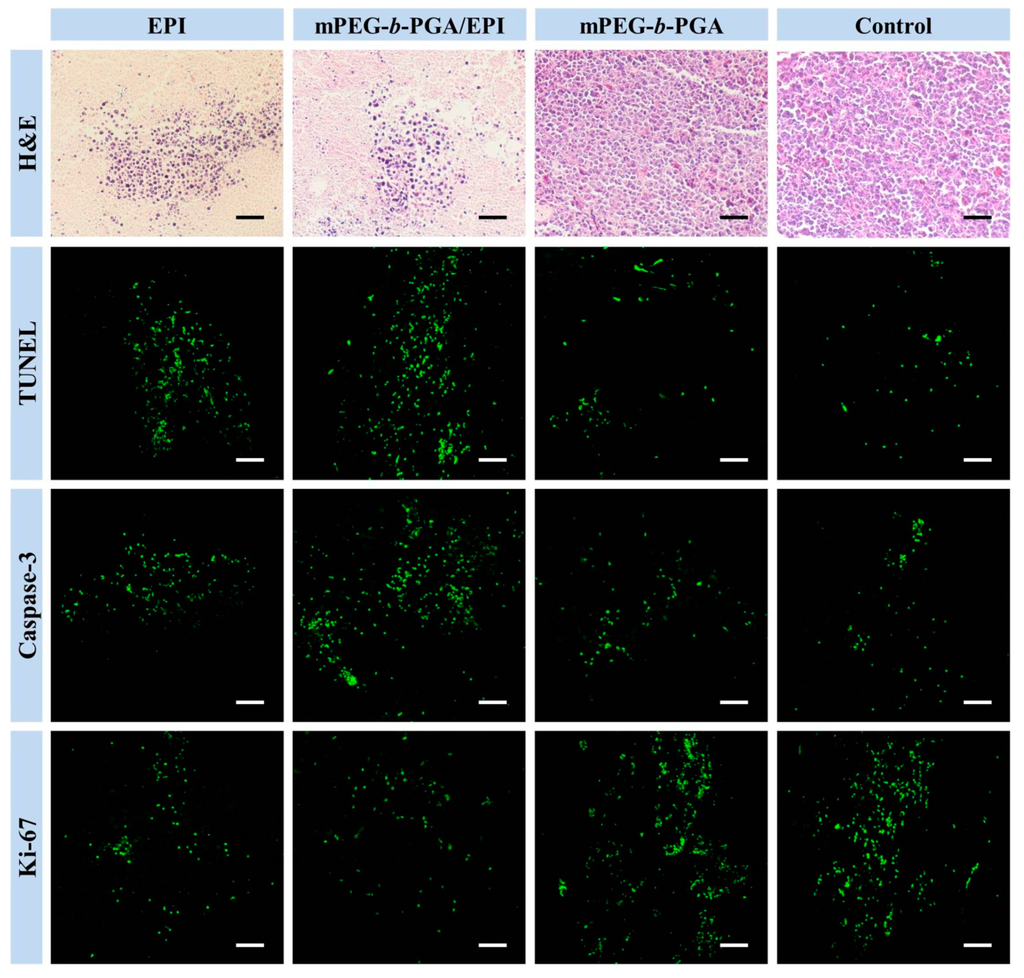 Polymers 07 01521 g011 1024