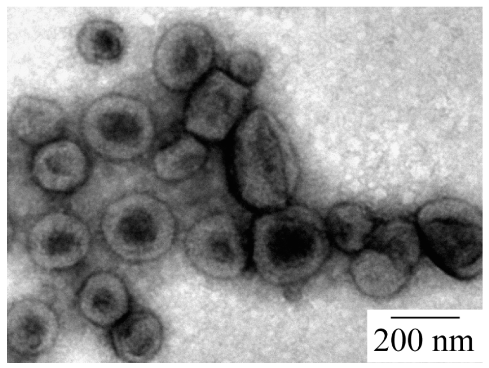 Polymers 09 00049 g004