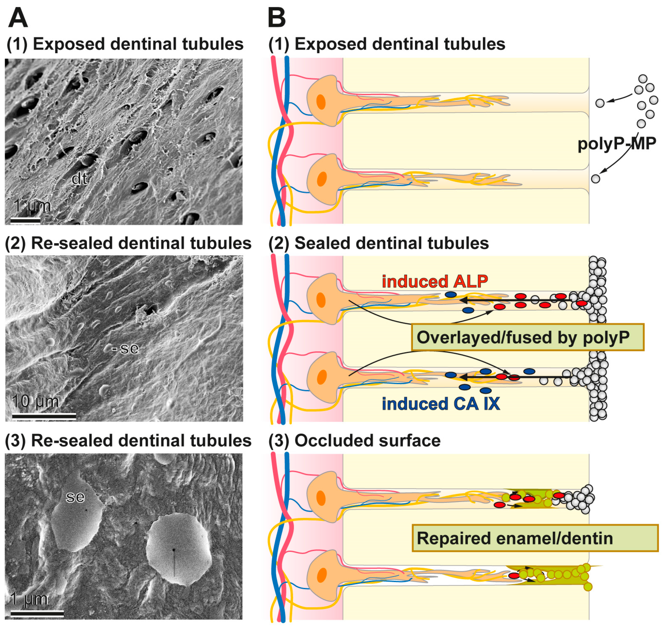 Polymers 09 00120 g015