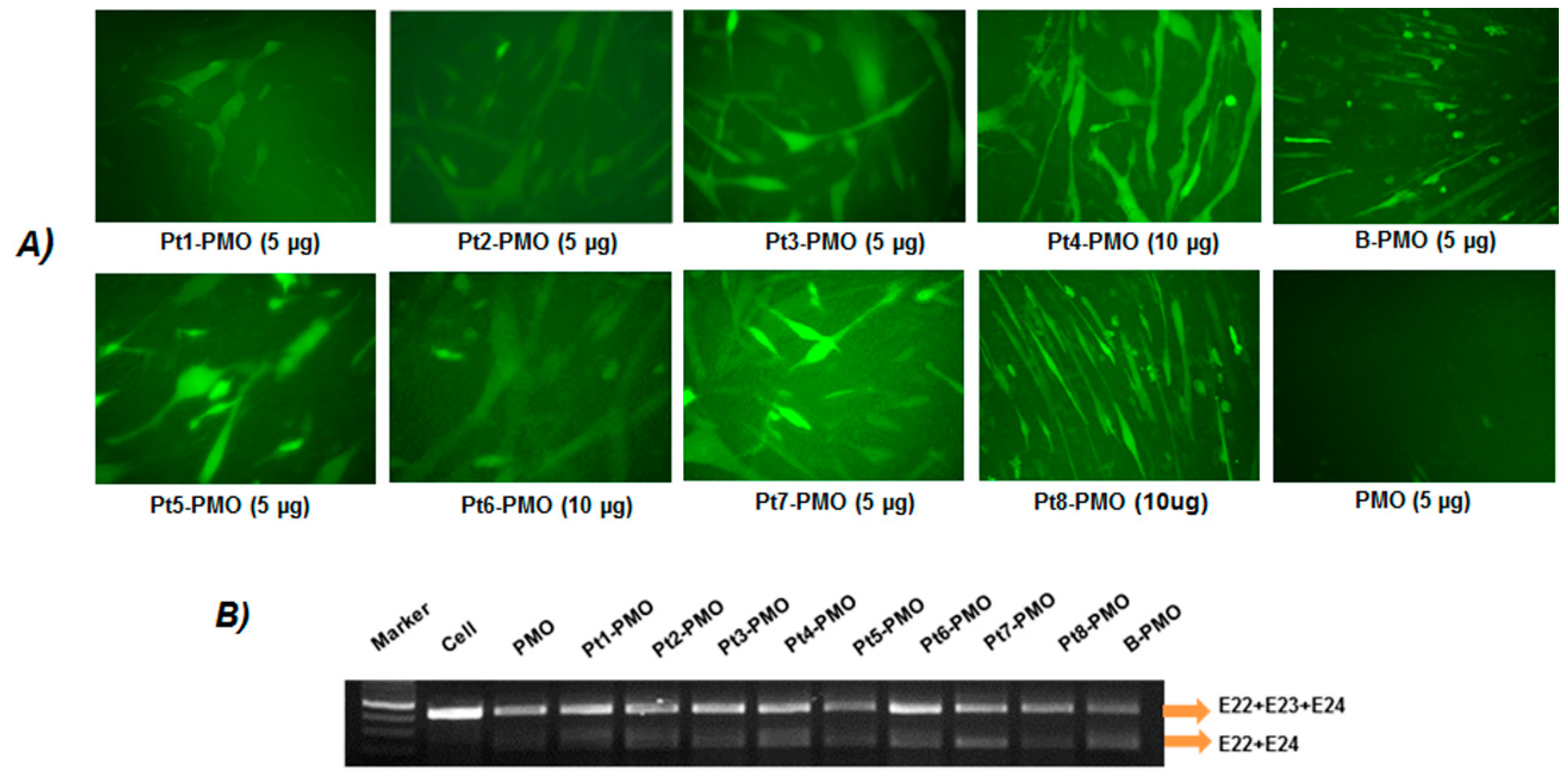 Polymers 09 00177 g002