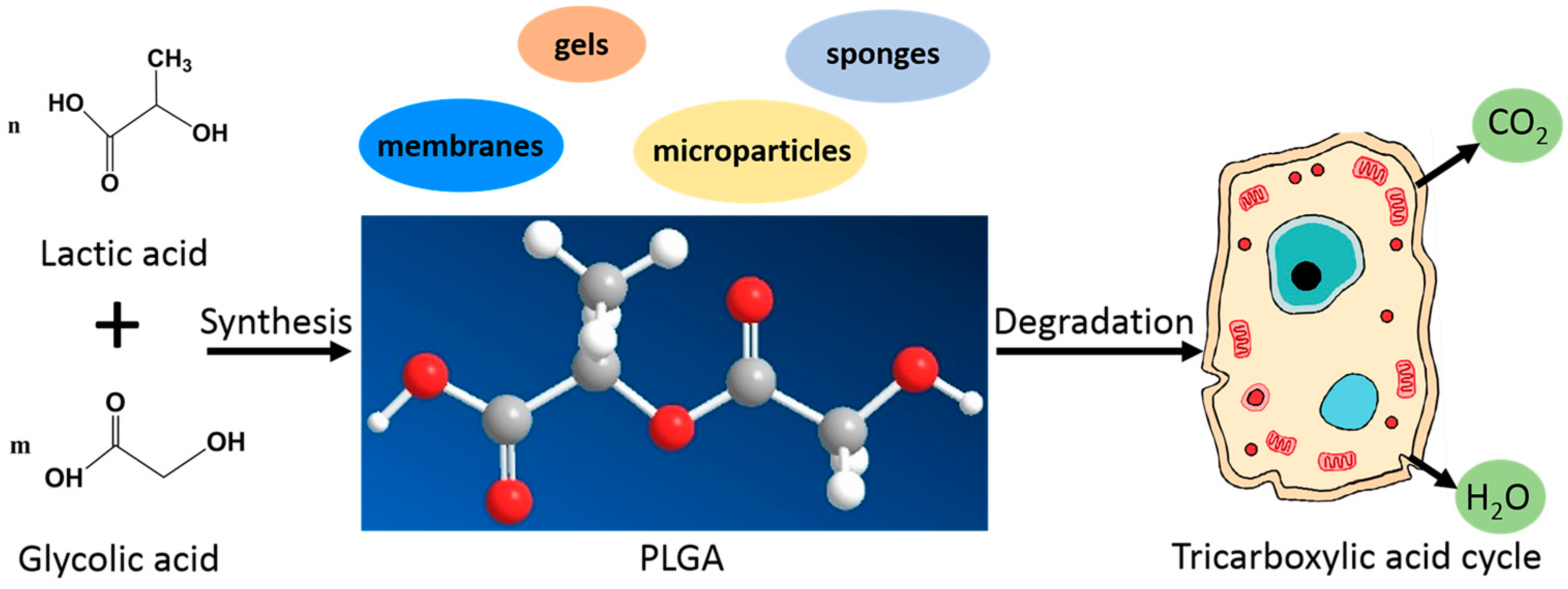 Polymers 09 00189 g002 Polymers 09 00189 g002