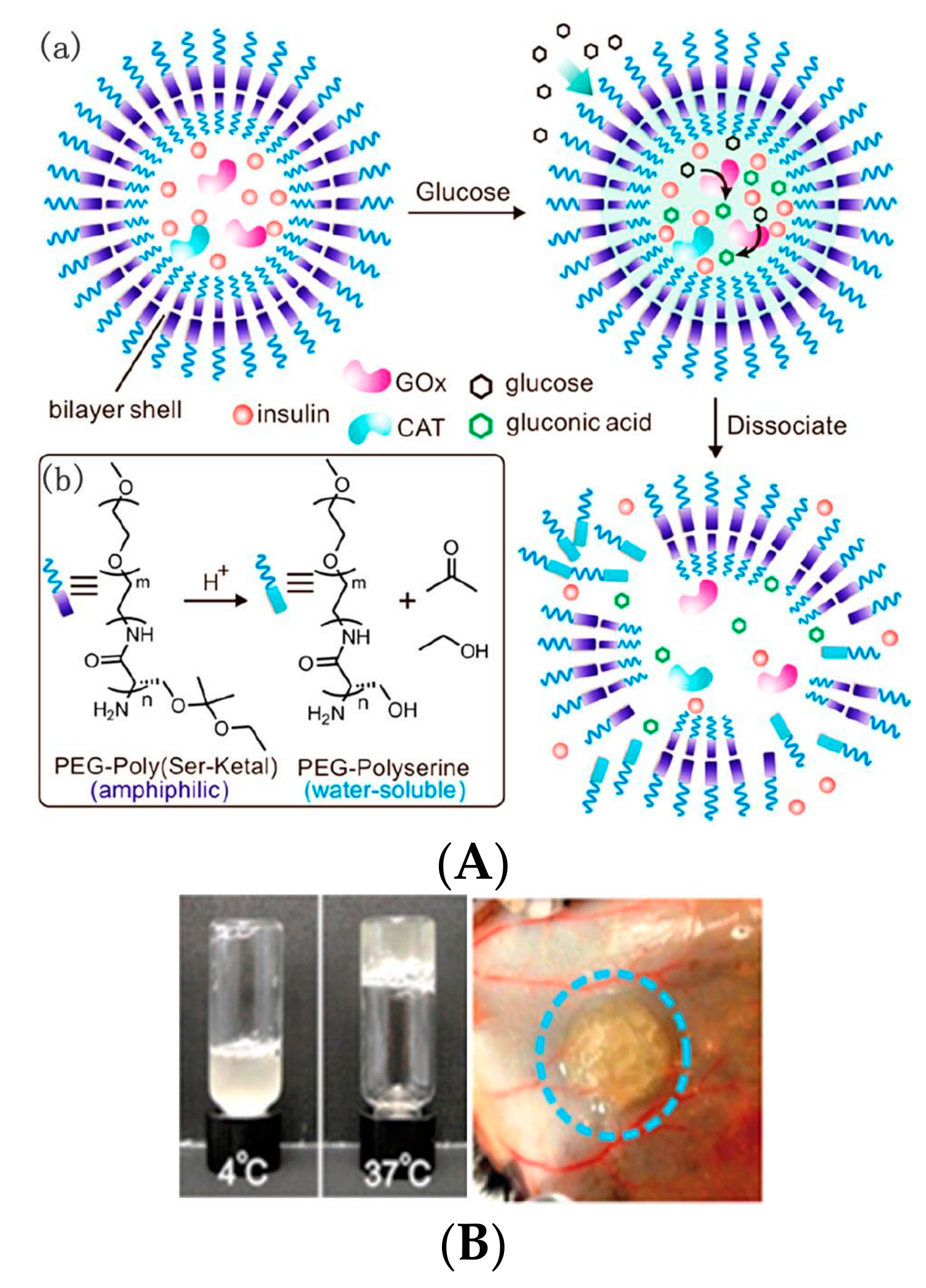 Polymers 09 00255 g003