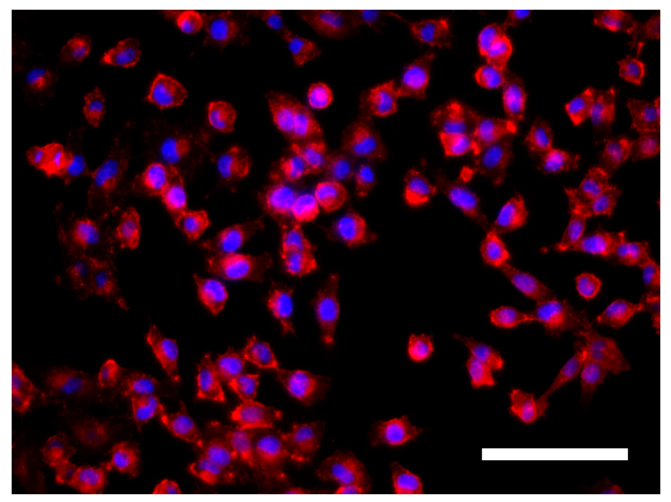 Polymers 09 00328 g002