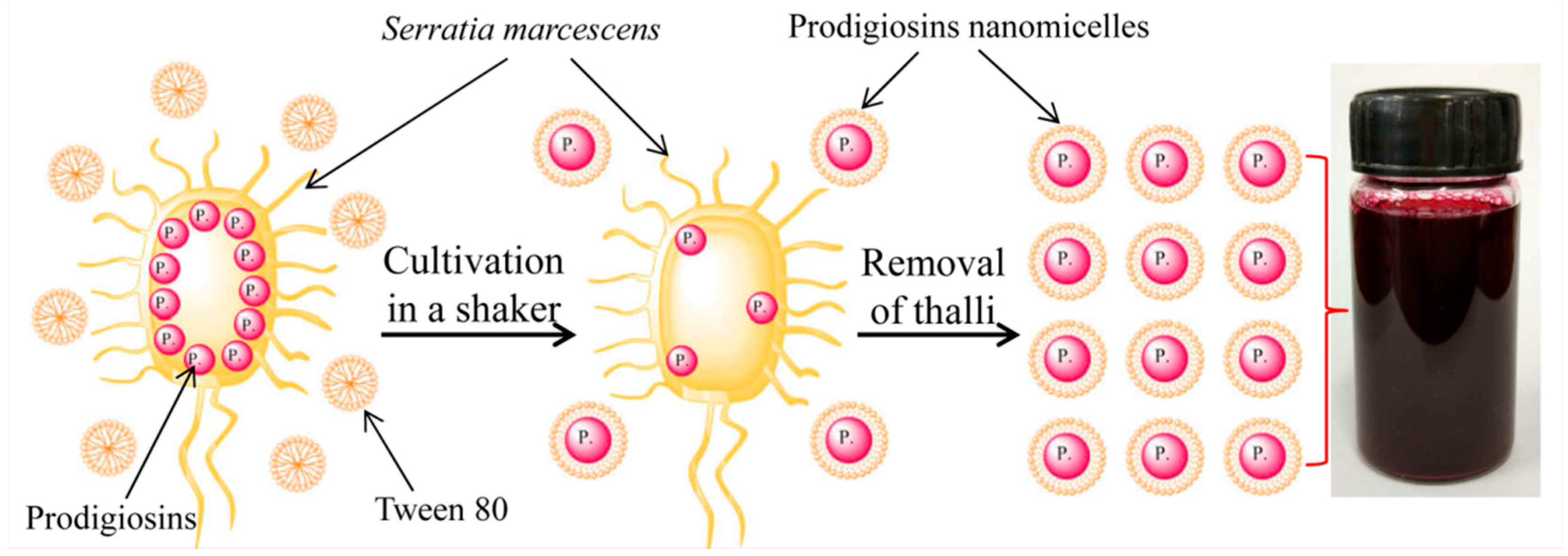 Polymers 09 00468 g002