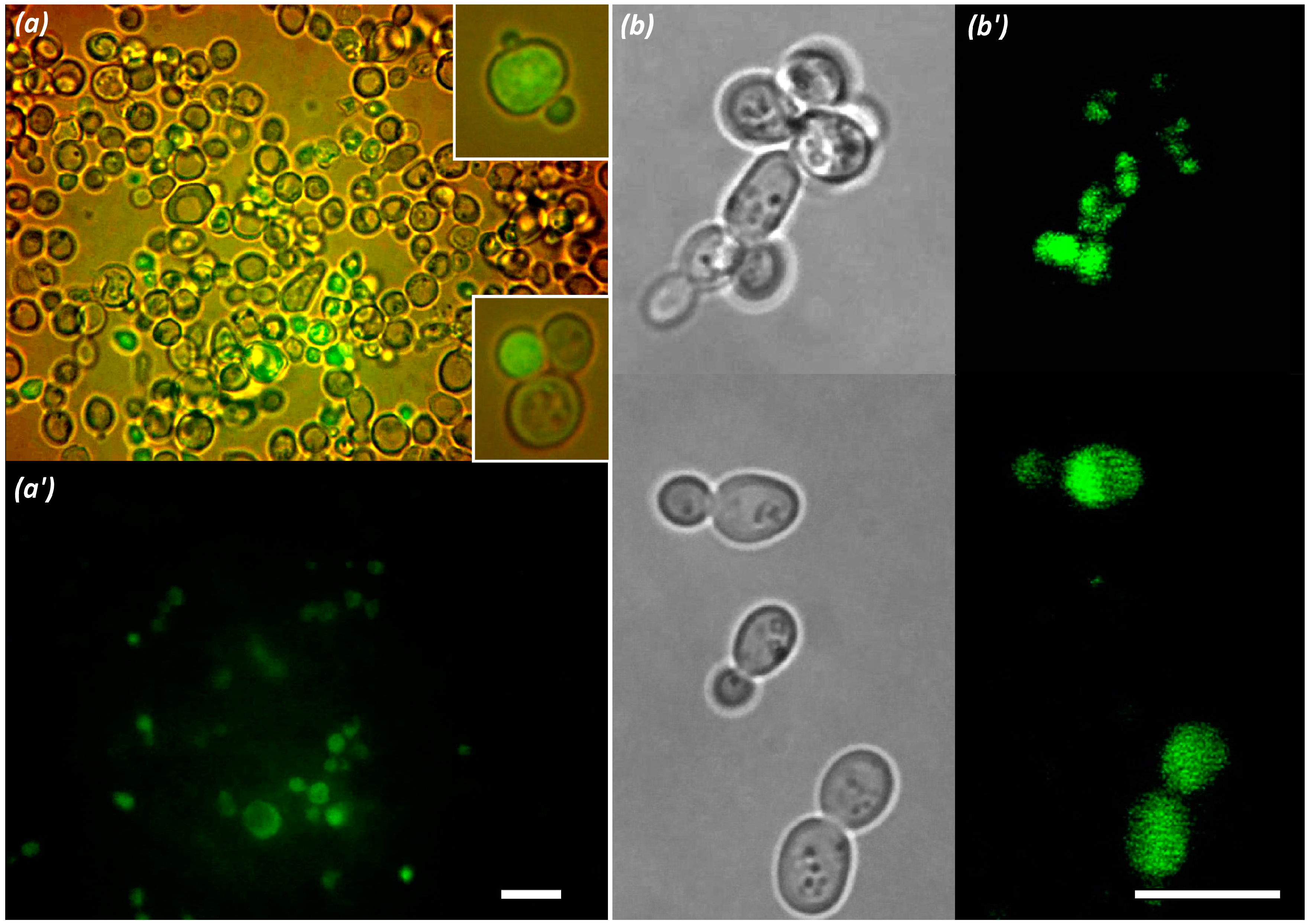 Polymers 09 00624 g012