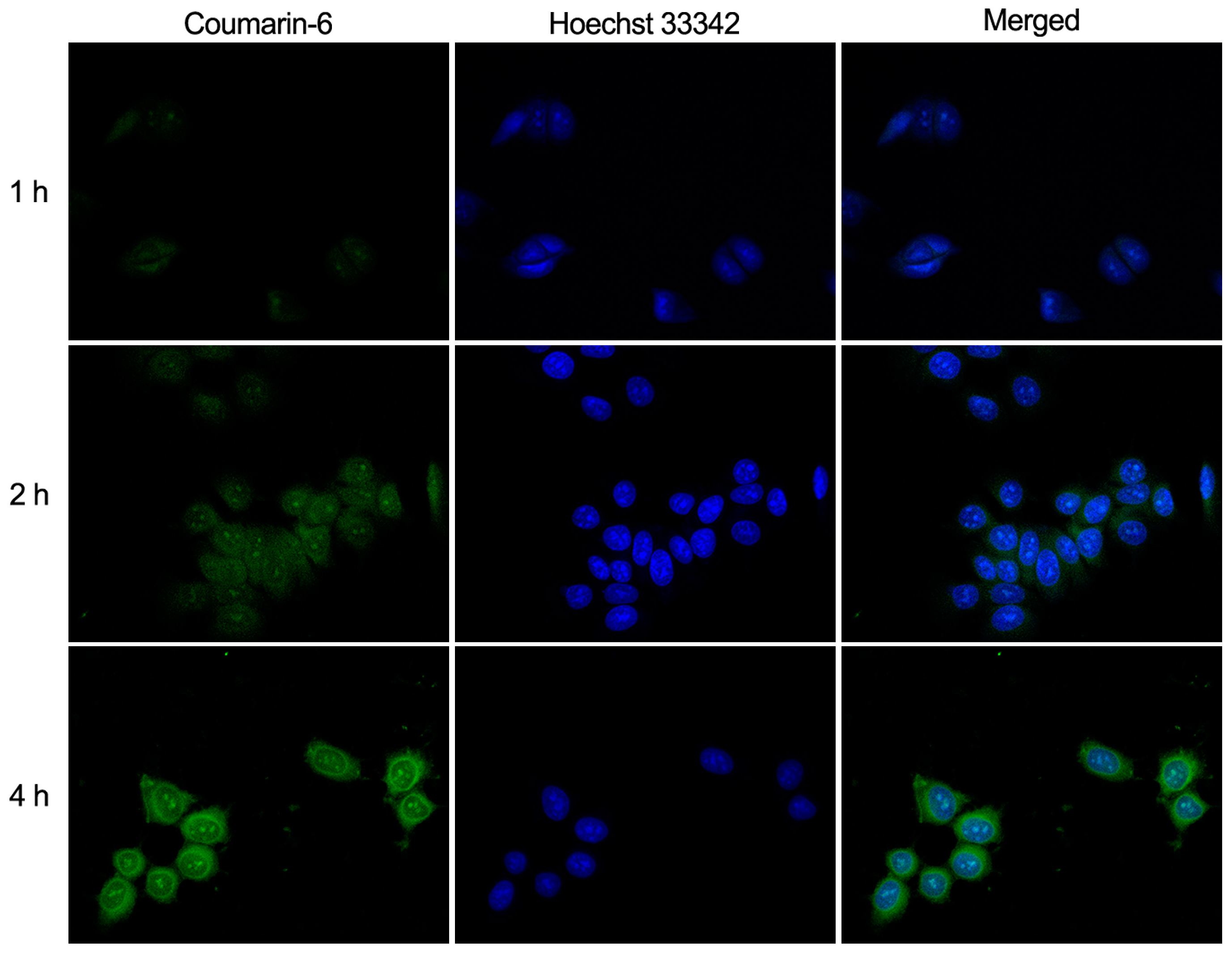 Polymers 09 00698 g004