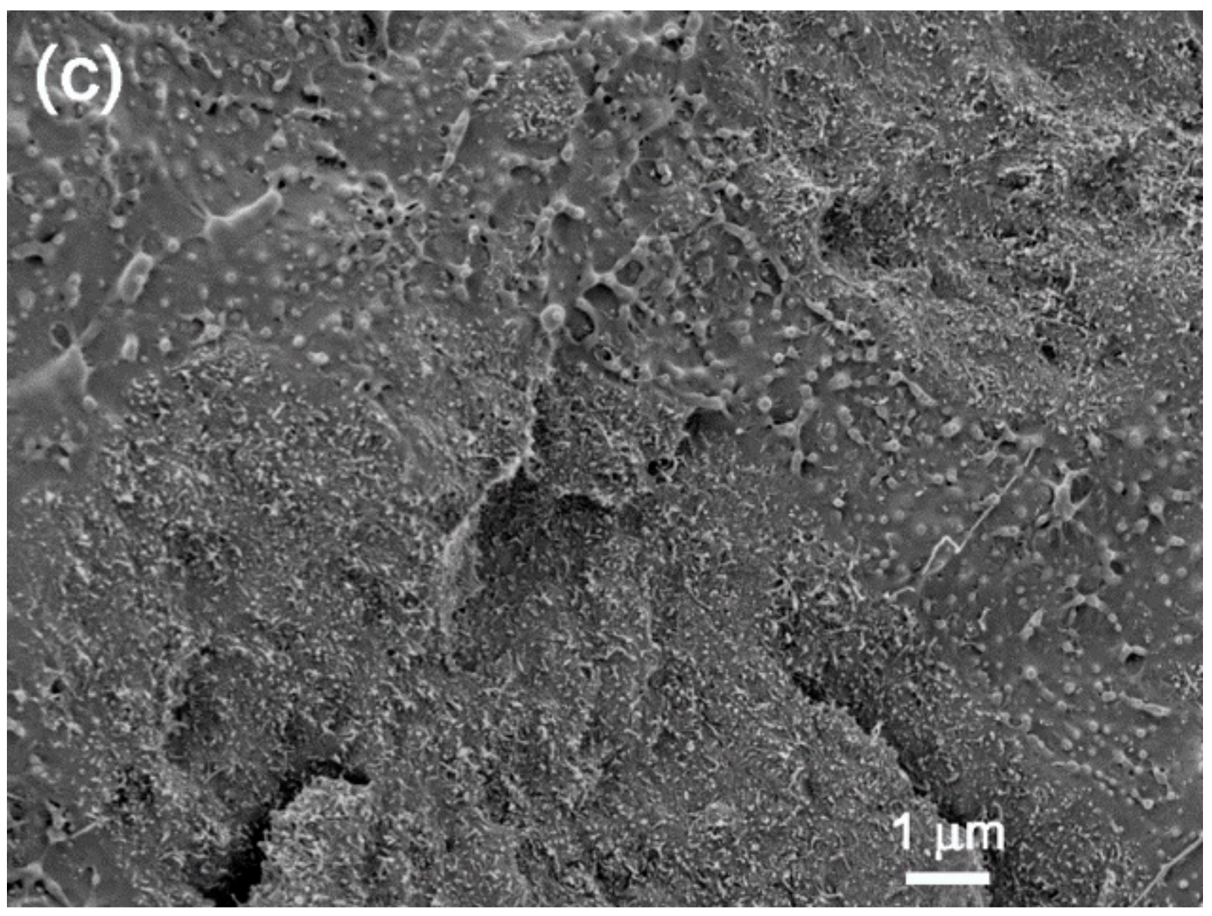 Polymers 09 00709 g007b Polymers 09 00709 g007b