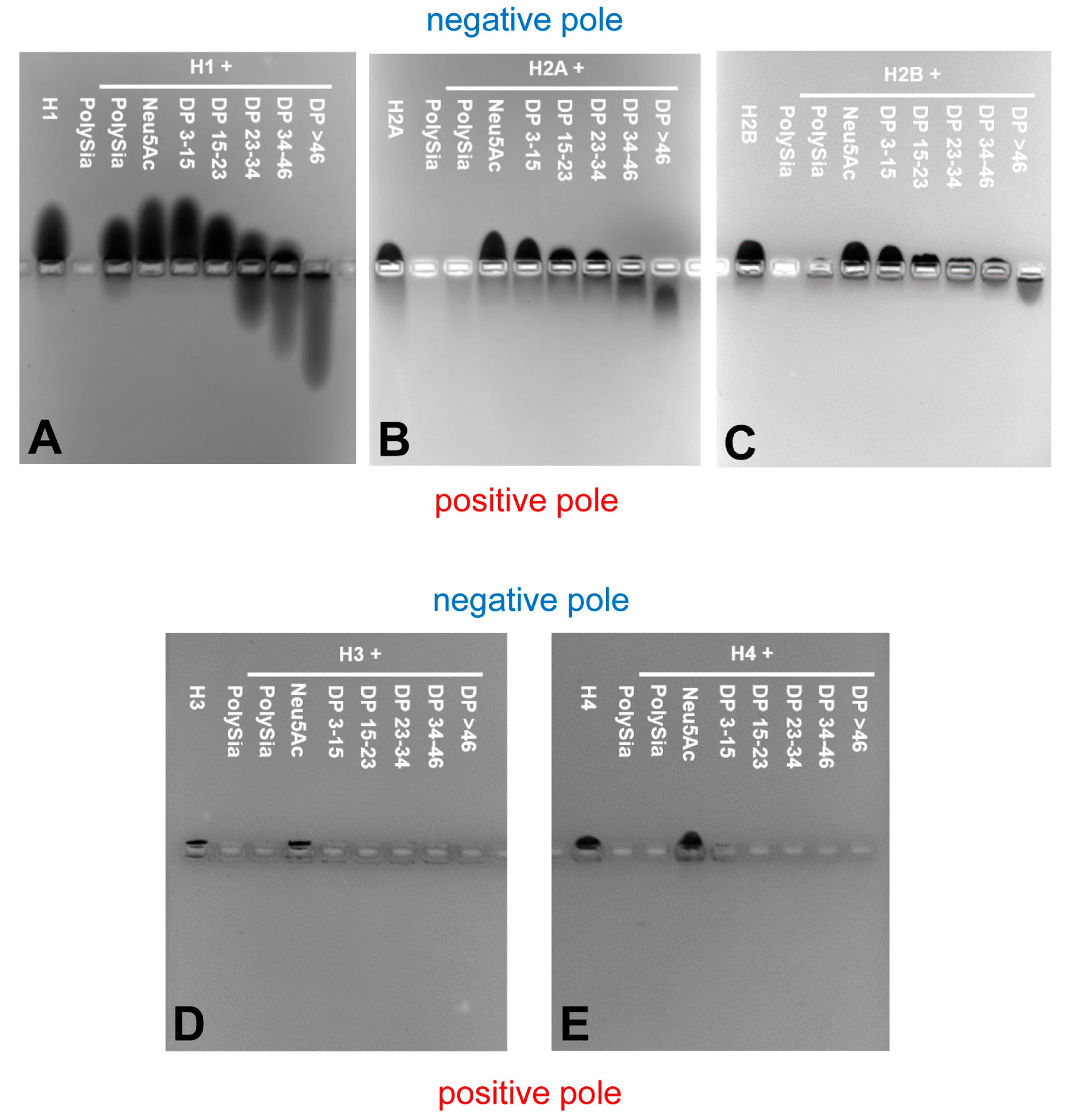 Polymers 09 00720 g005