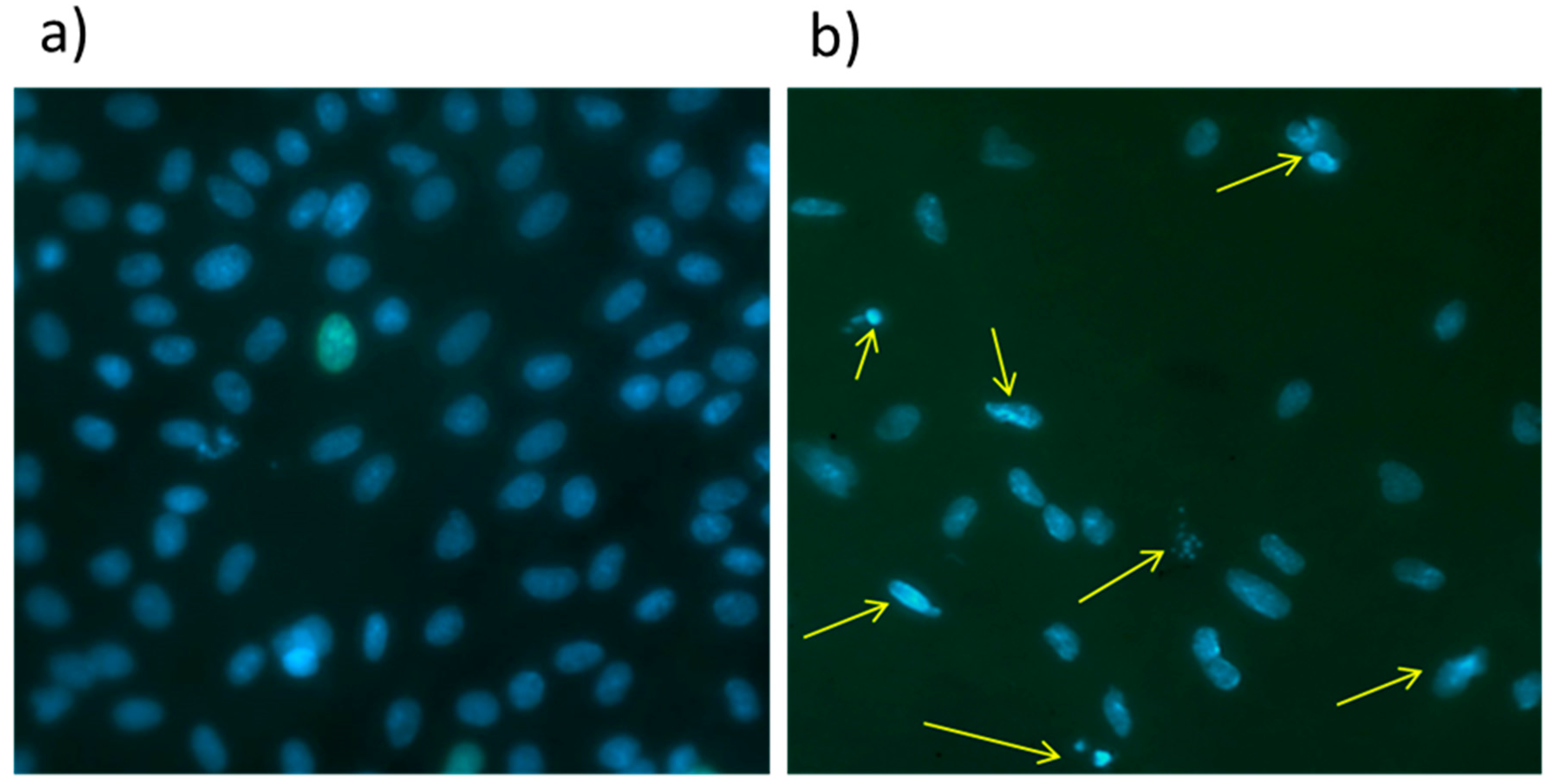 Polymers 09 00736 g007