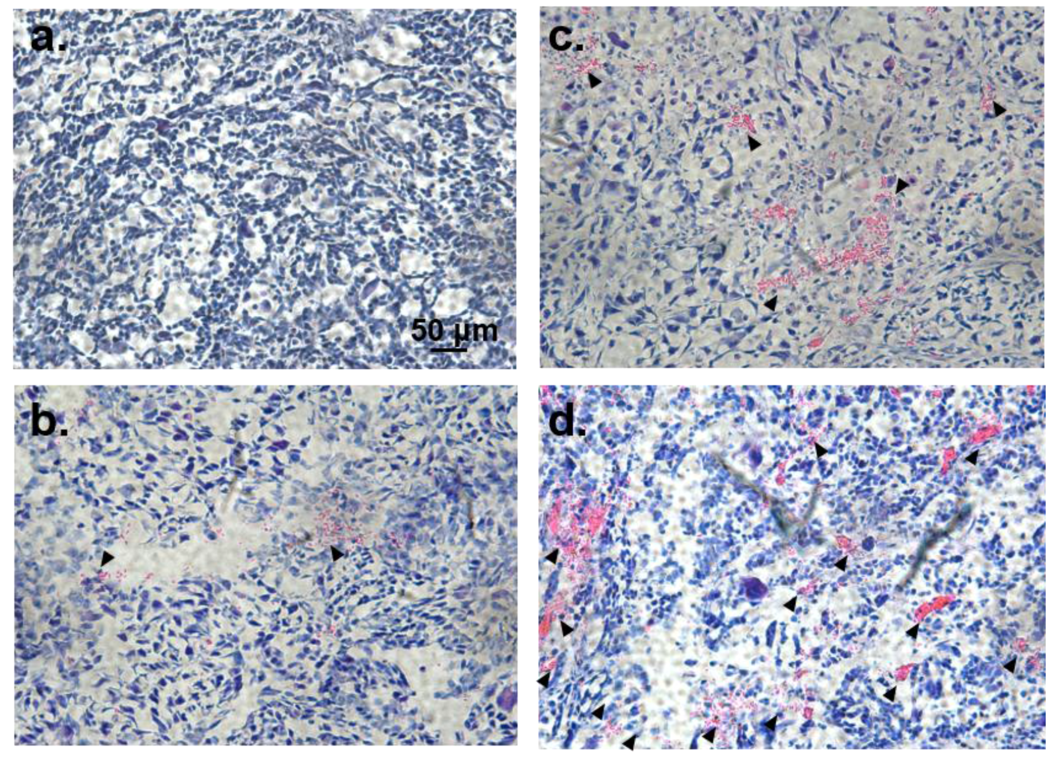 Polymers 10 00089 g011 Polymers 10 00089 g011