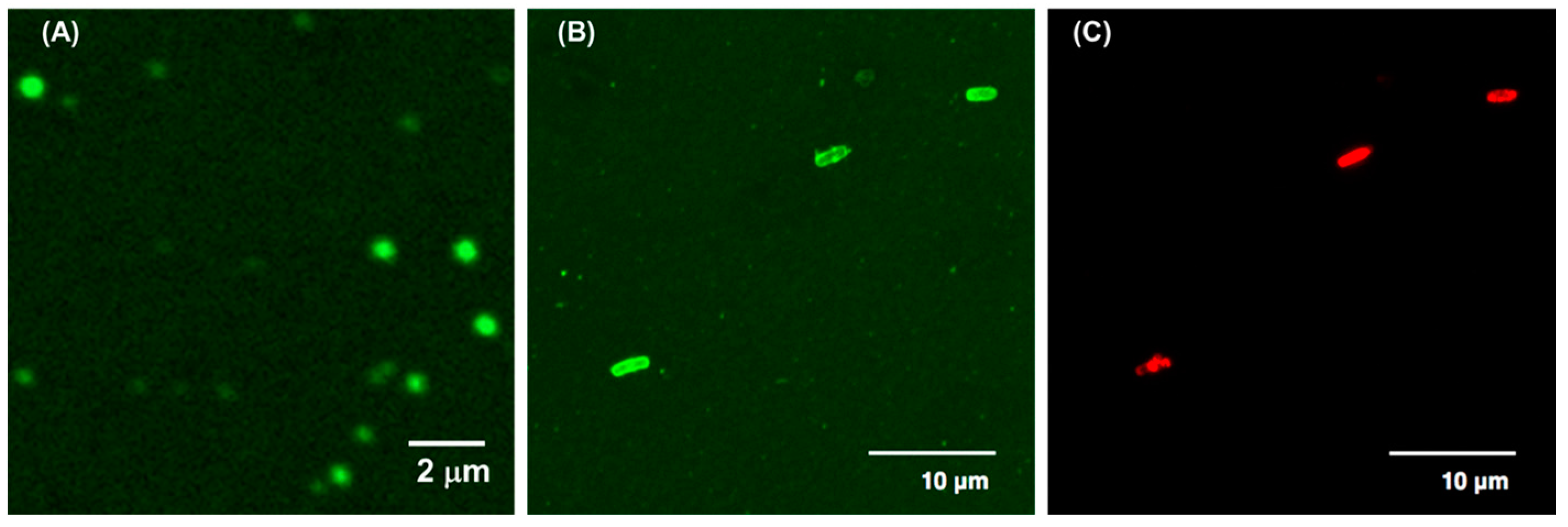 Polymers 10 00093 g005