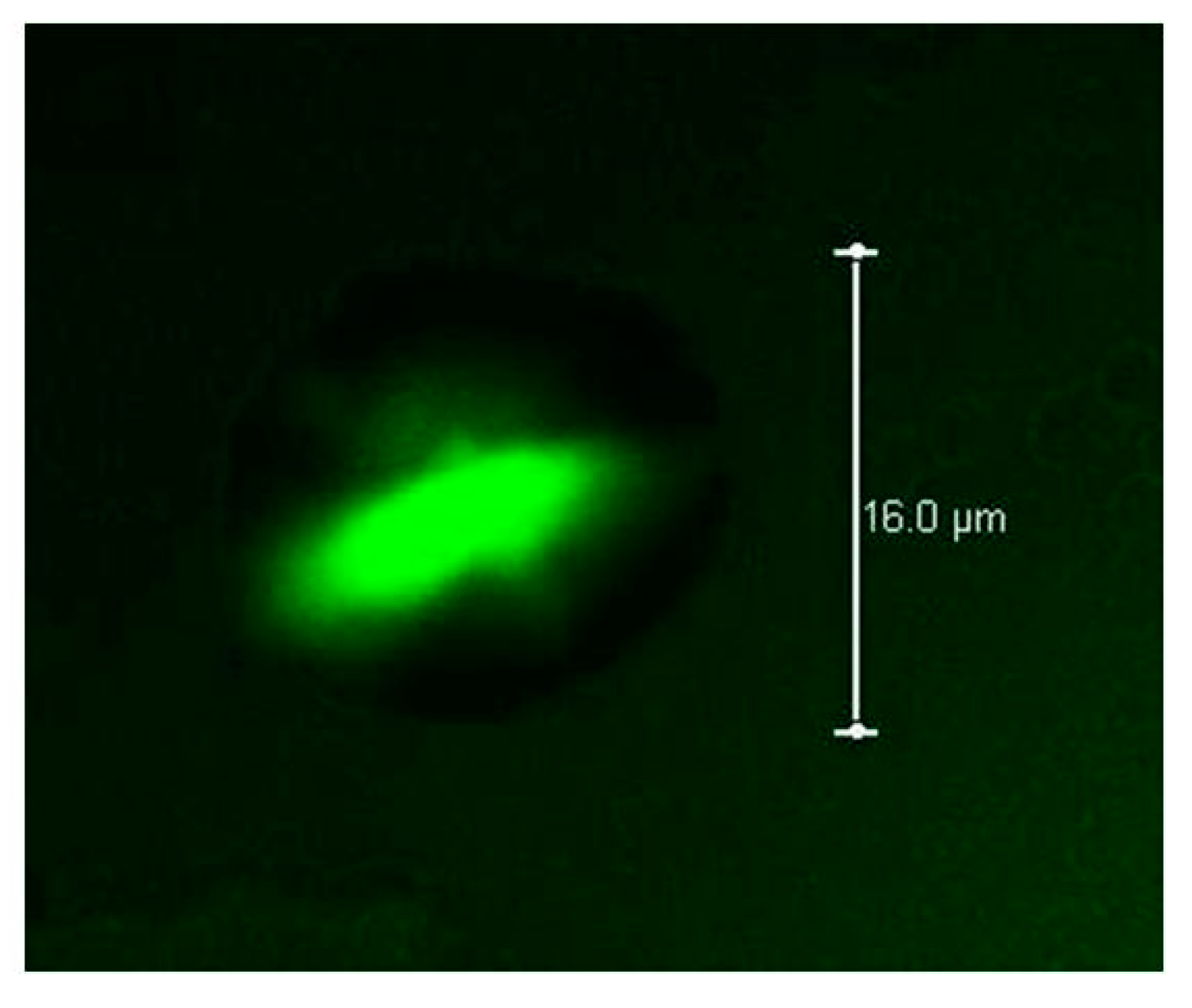 Polymers 10 00108 g004