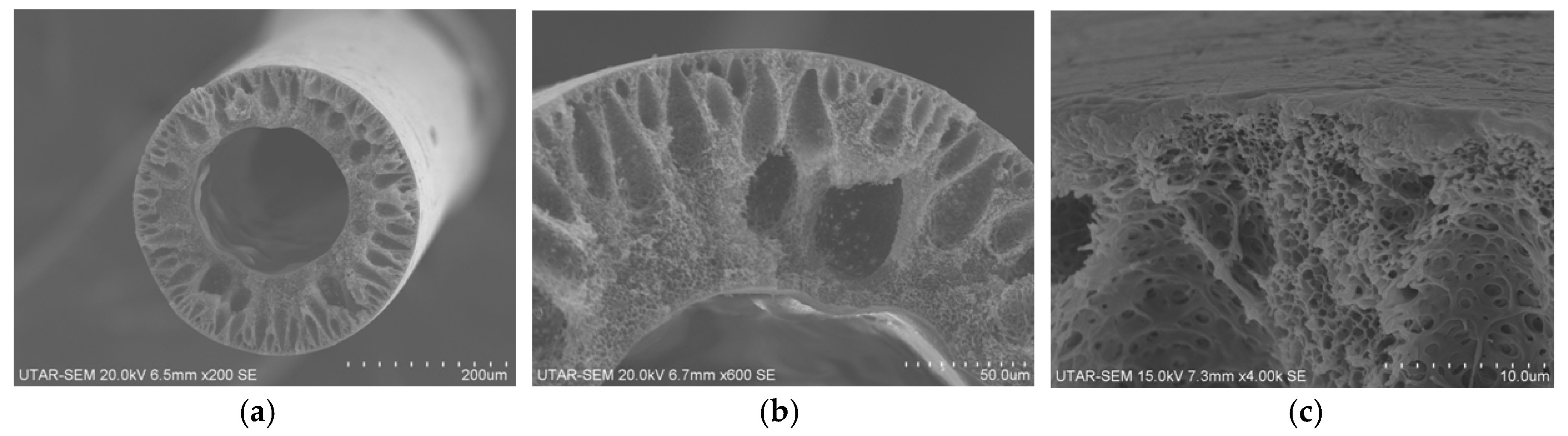 Polymers 10 00126 g003 Polymers 10 00126 g003