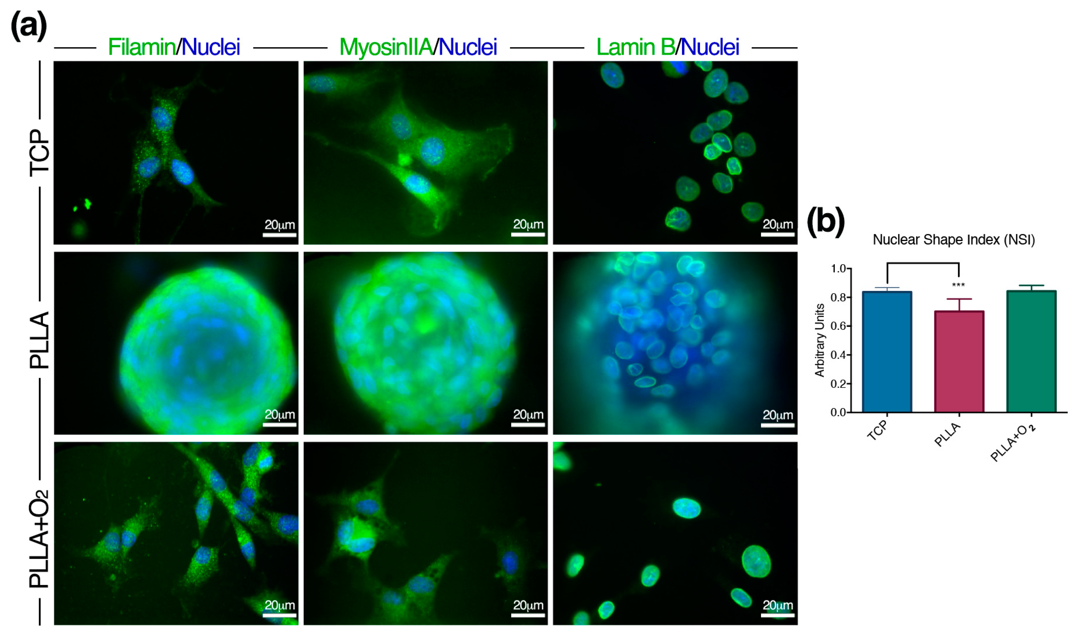 Polymers 10 00140 g004