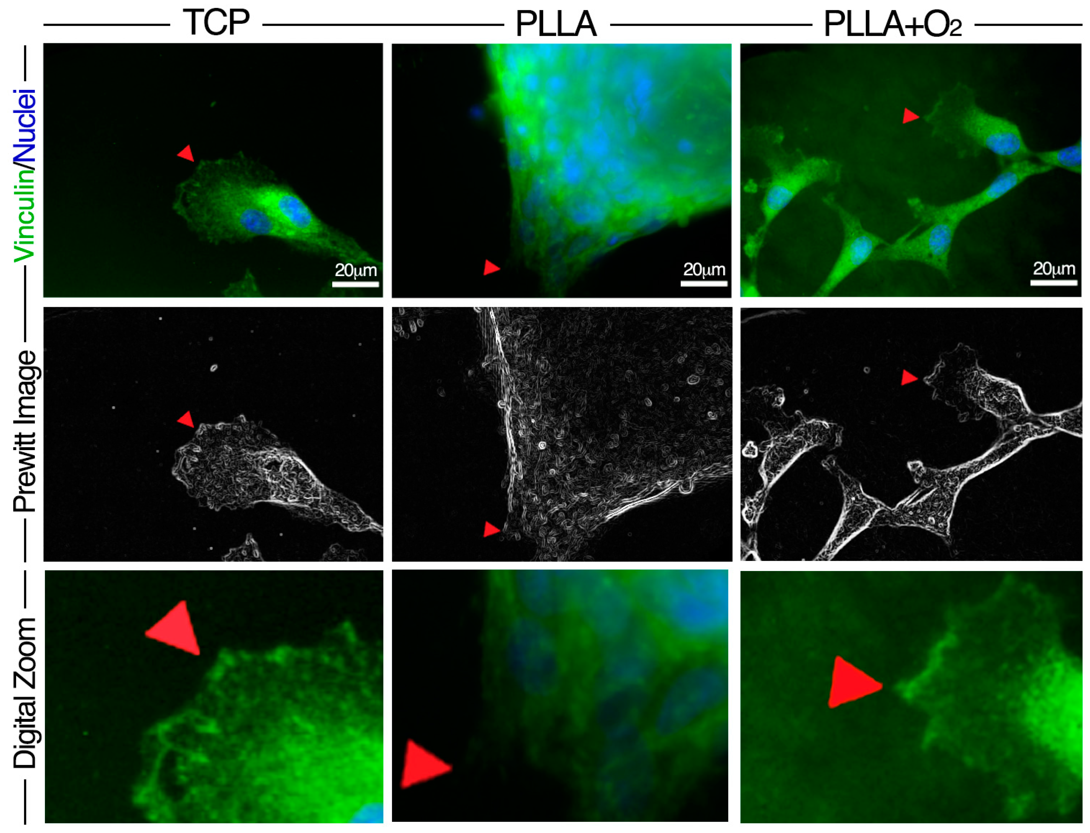 Polymers 10 00140 g005