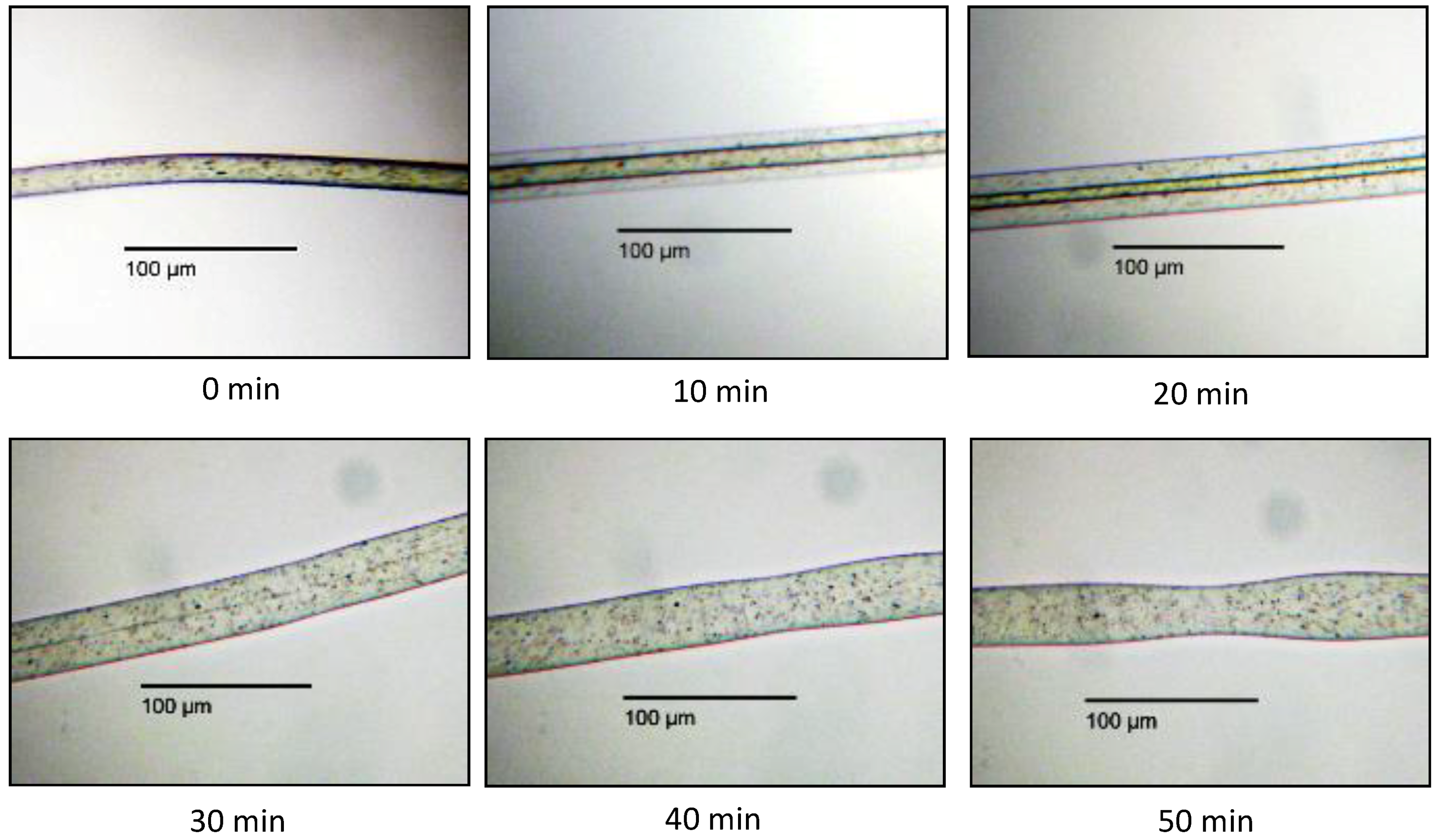 Polymers 10 00207 g004