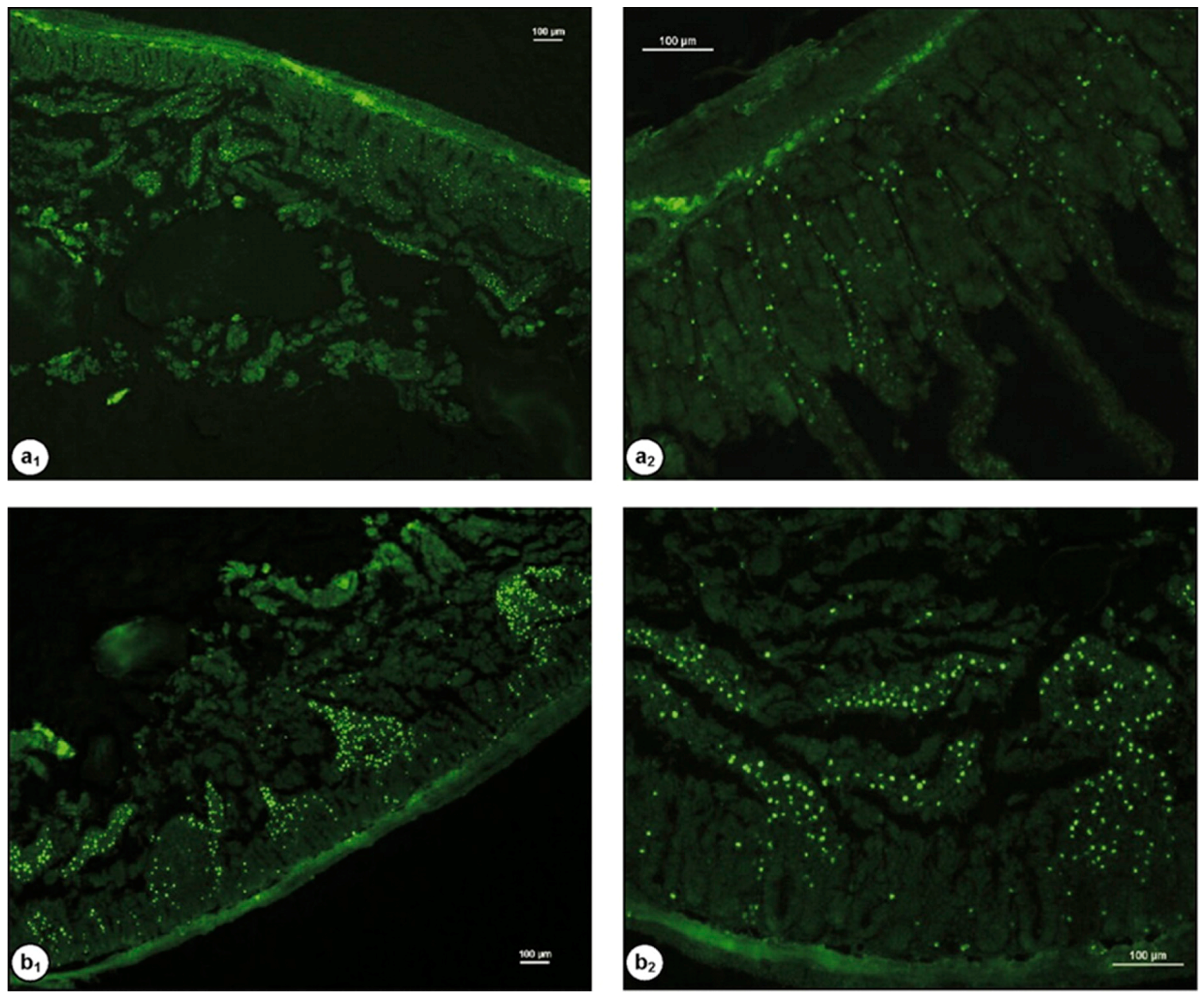 Polymers 10 00267 g009