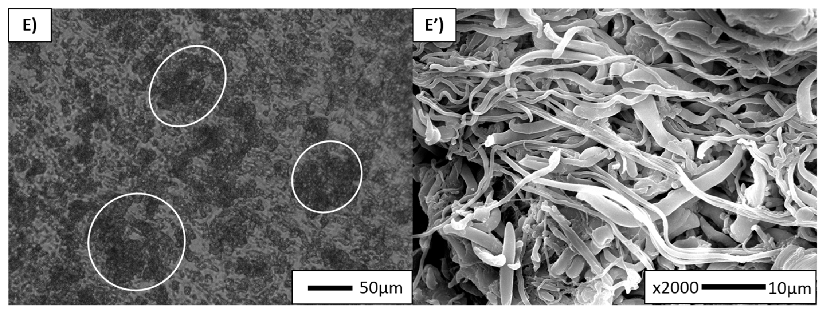 Polymers 10 00291 g003b Polymers 10 00291 g003b