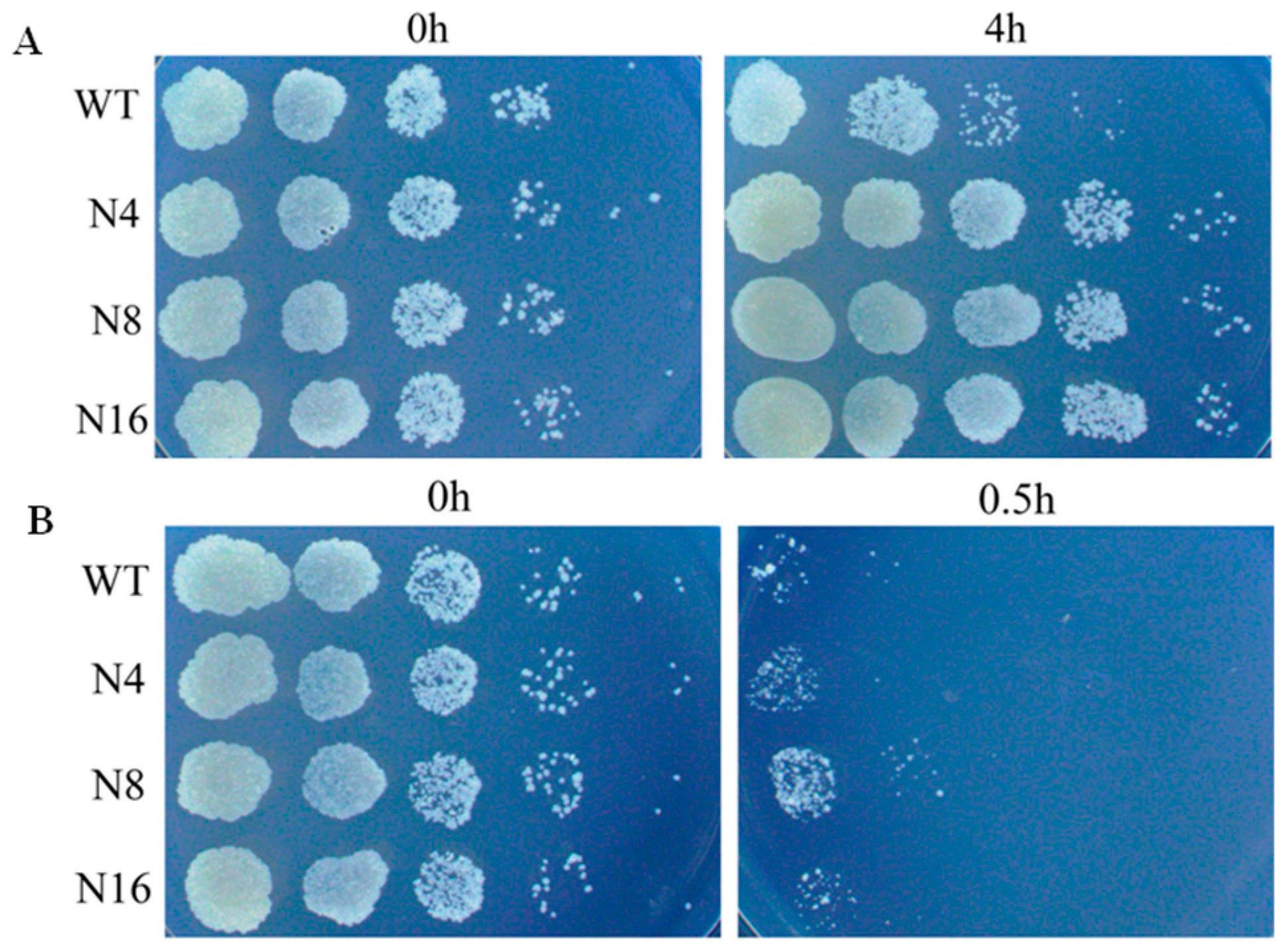 Polymers 10 00297 g004