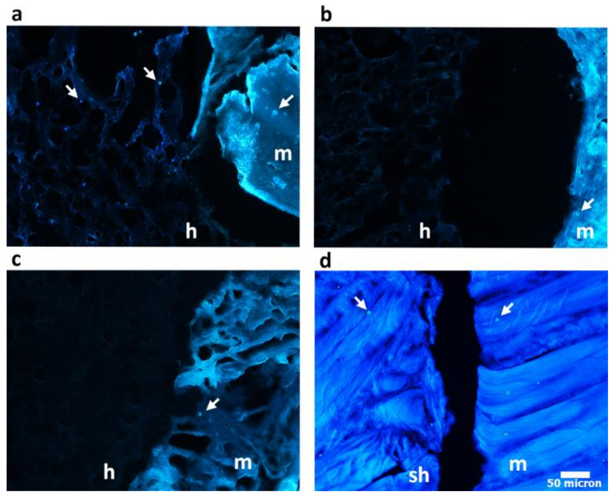 Polymers 10 00380 g008
