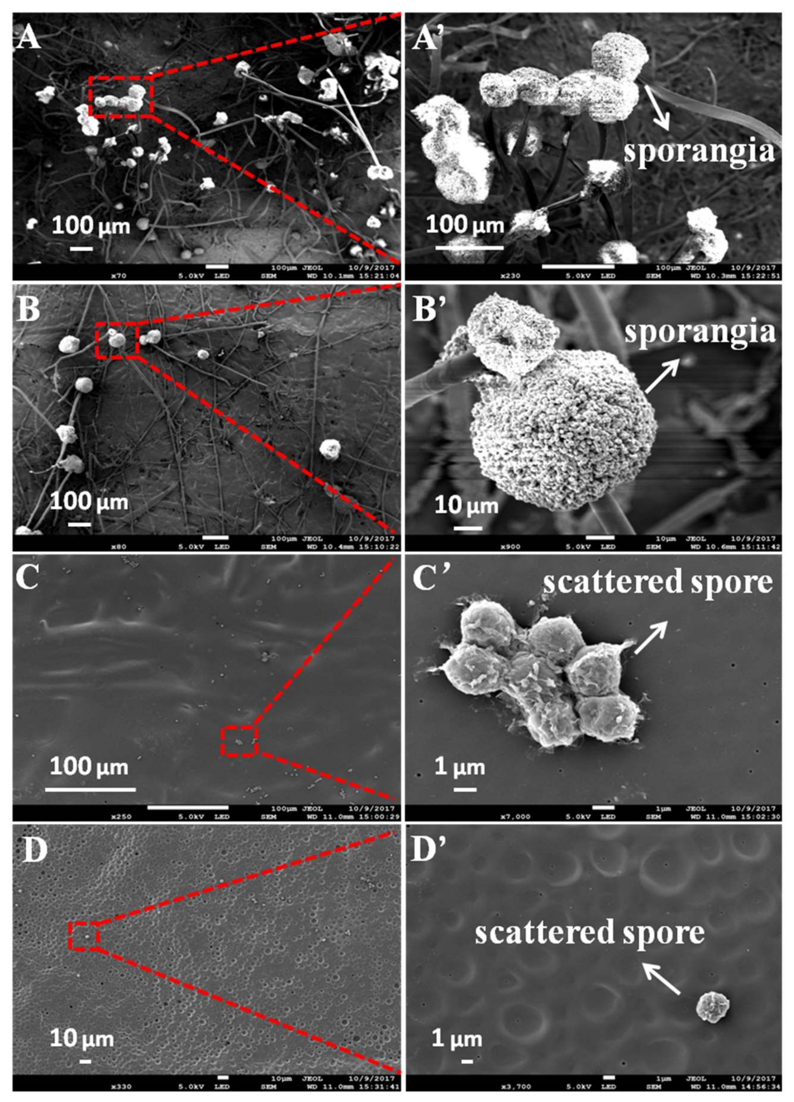 Polymers 10 00448 g004