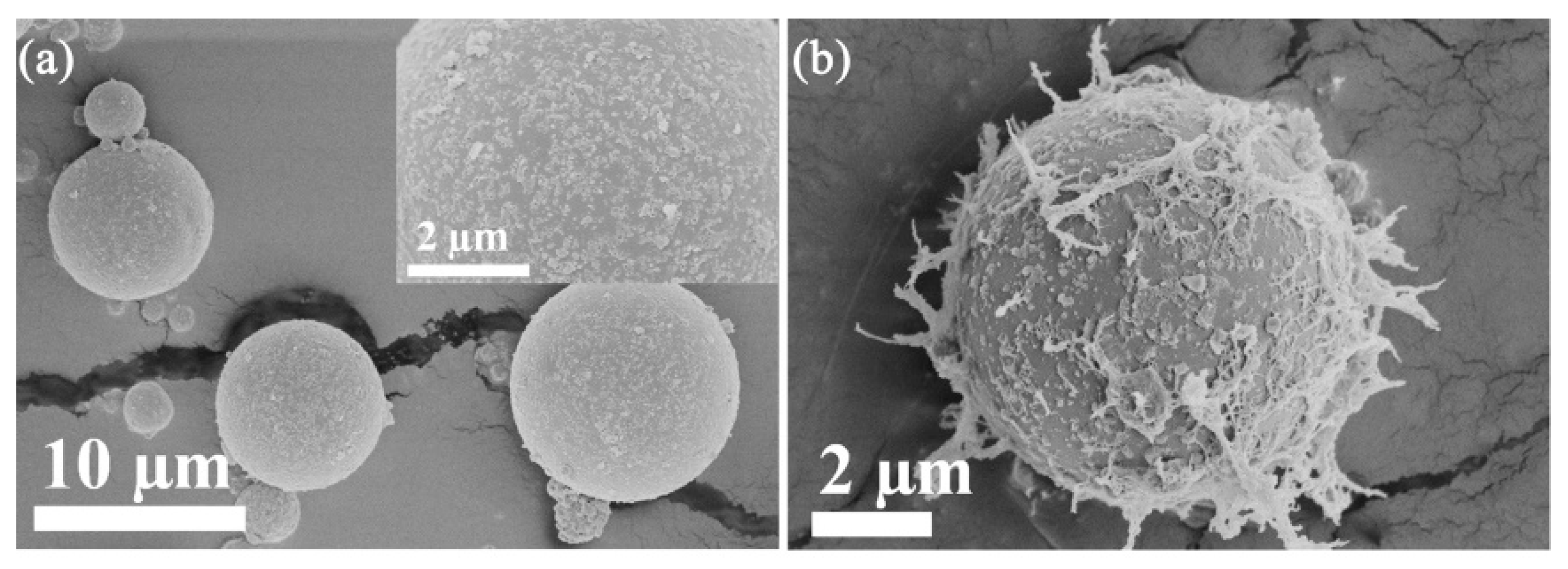 Polymers 10 00523 g002a
