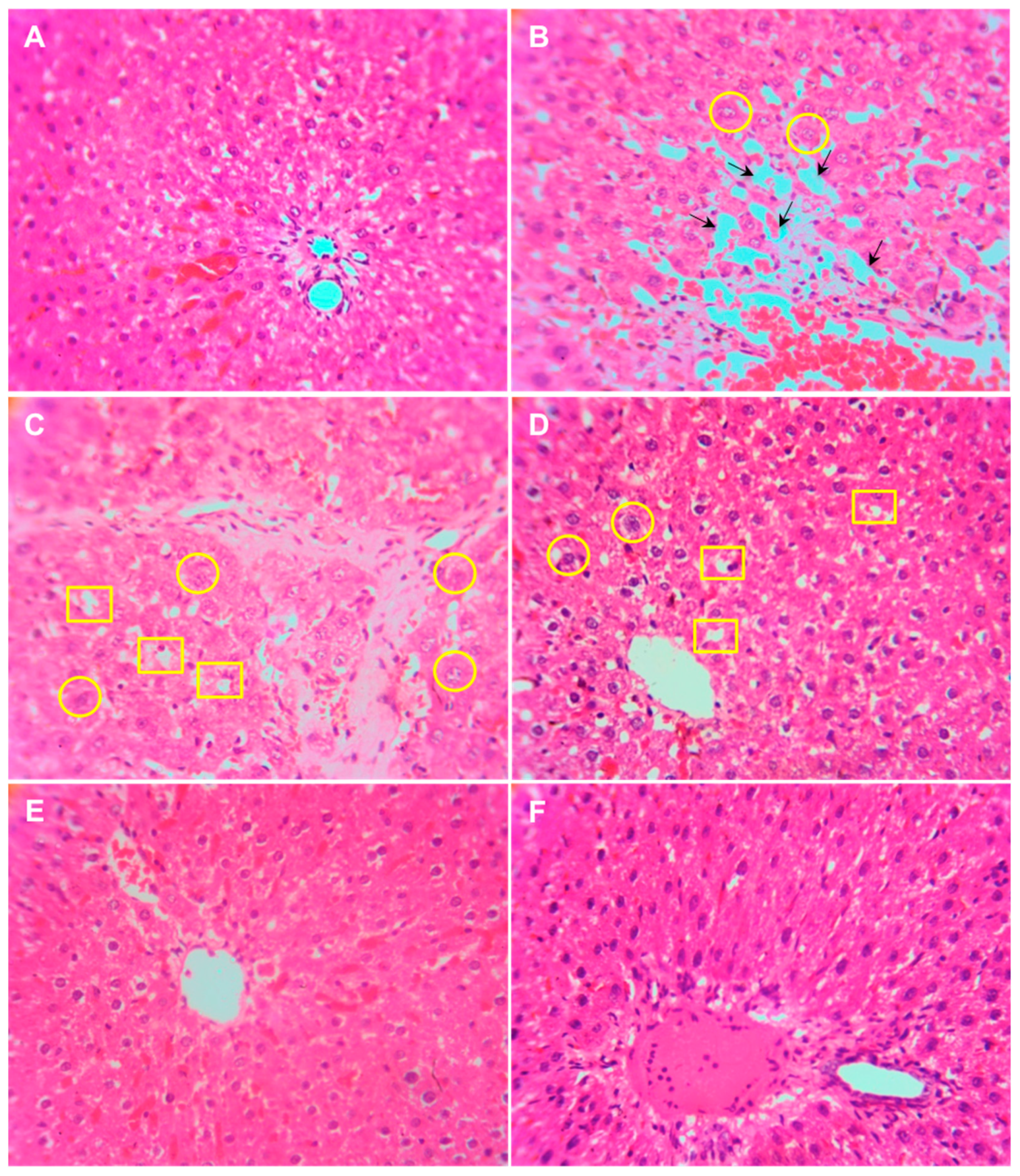 Polymers 10 00541 g005