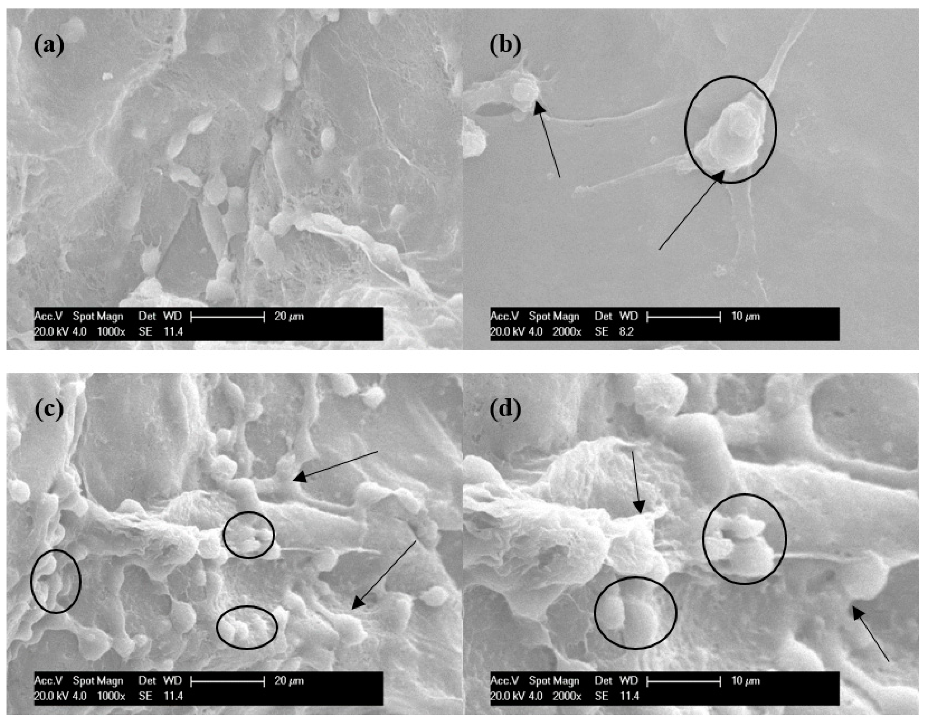 Polymers 10 00581 g005 Polymers 10 00581 g005