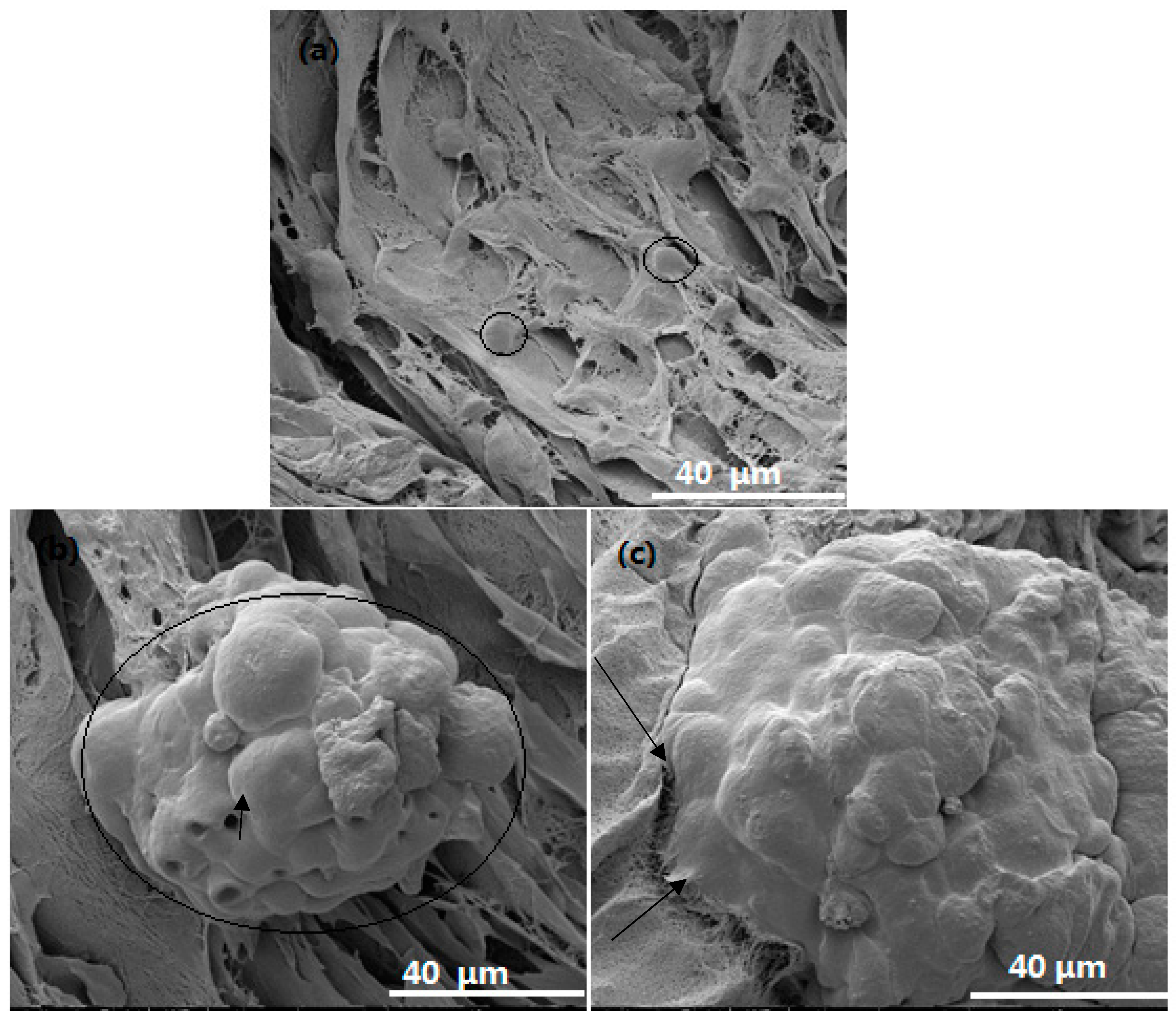 Polymers 10 00581 g006 Polymers 10 00581 g006