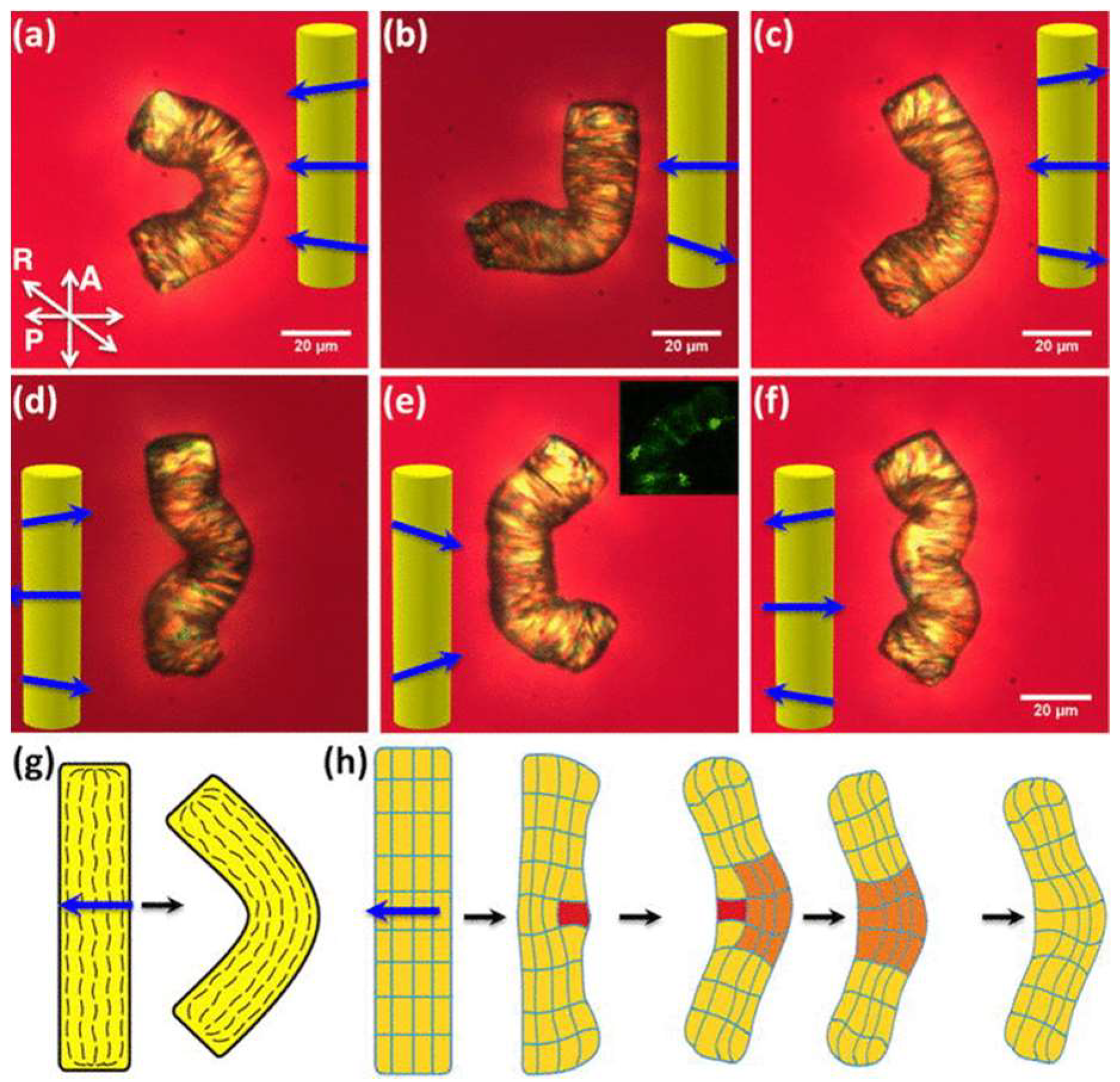 Polymers 10 00773 g014