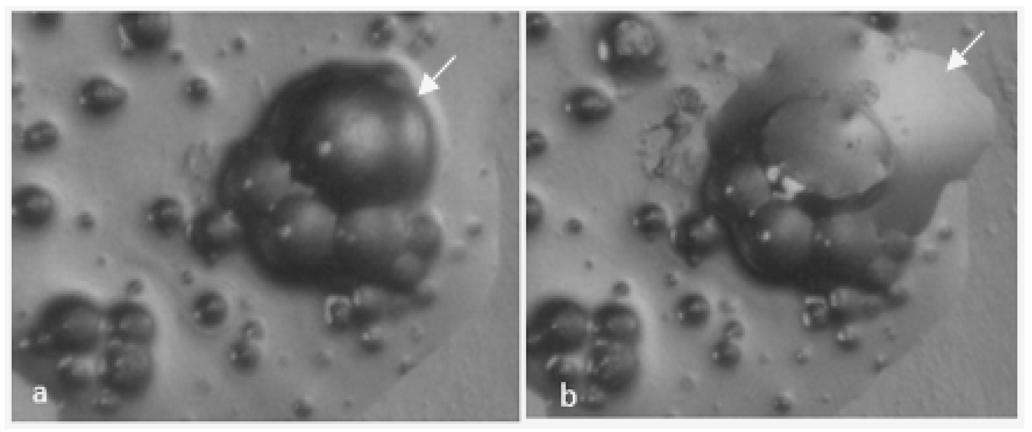 Polymers 10 00825 g005