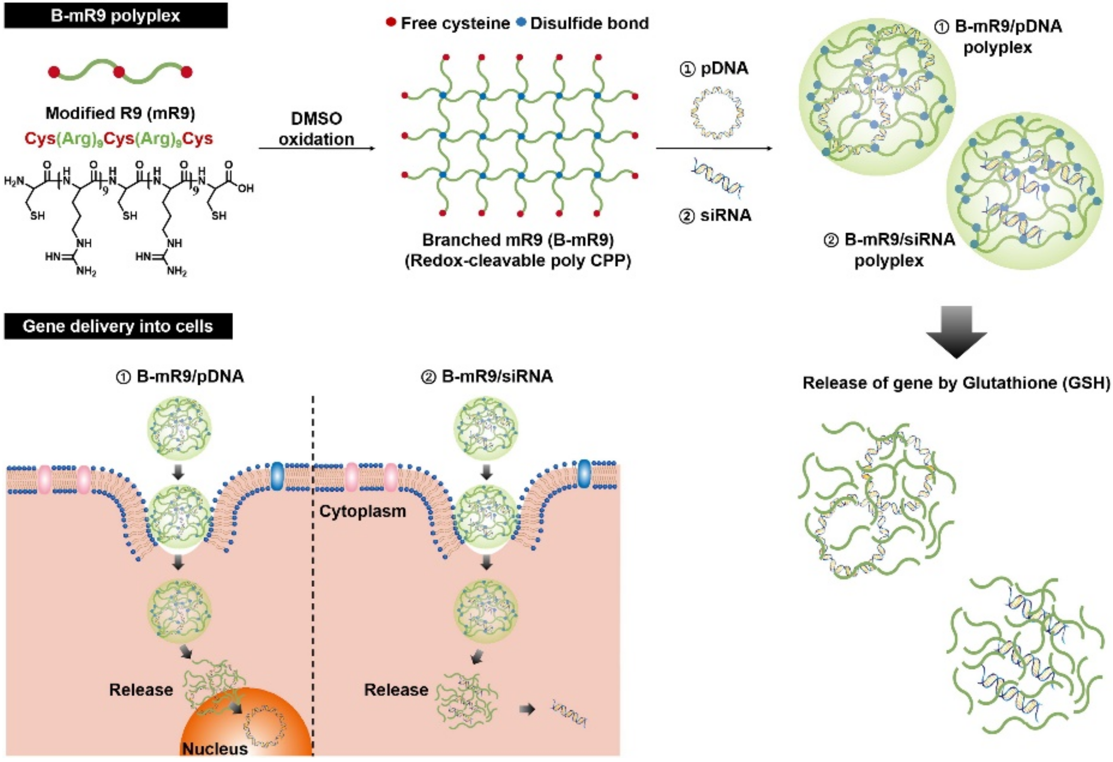 Polymers 10 00830 g005